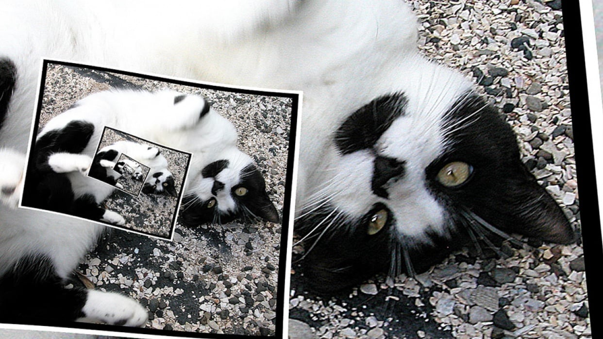 Crazy Cat - student project