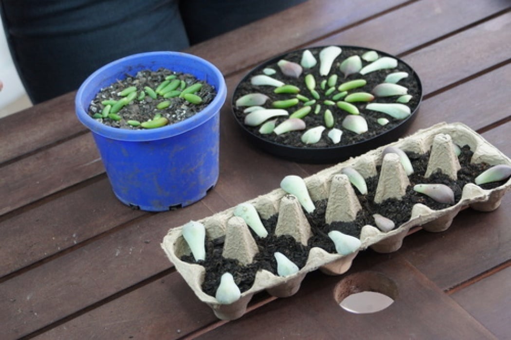 Sample project - growing succulents from leaves - student project