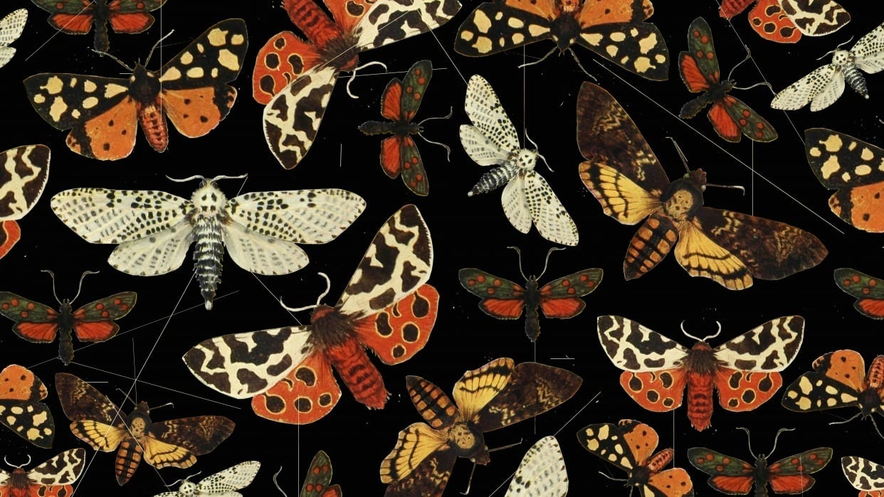 Night butterfly pattern - student project