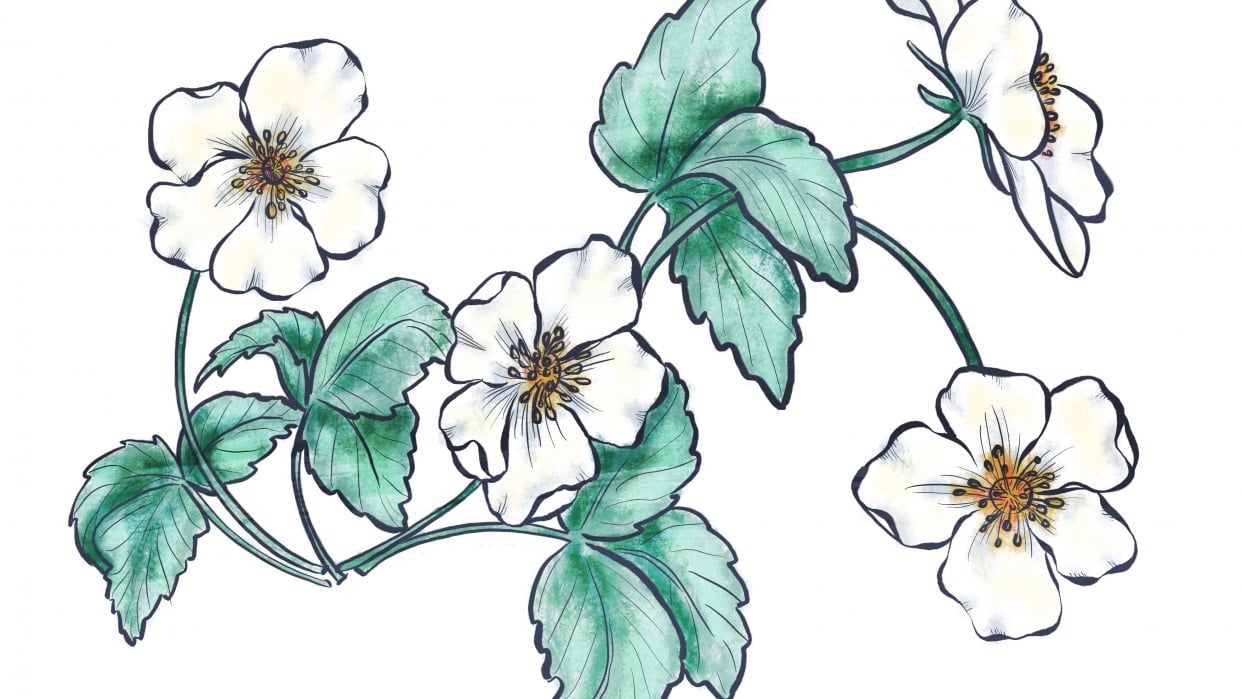 Wild rose digital Skillshare Student Project