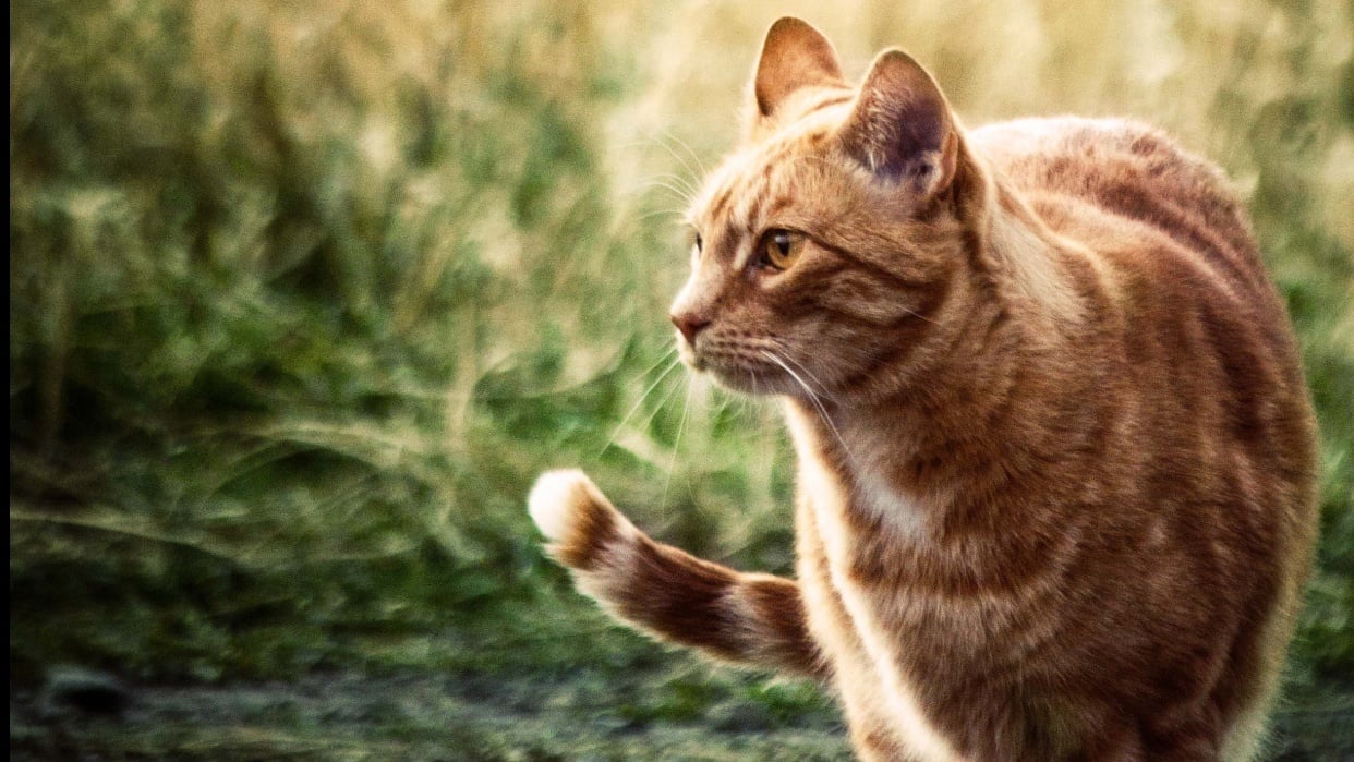 Color Grading Cats - student project