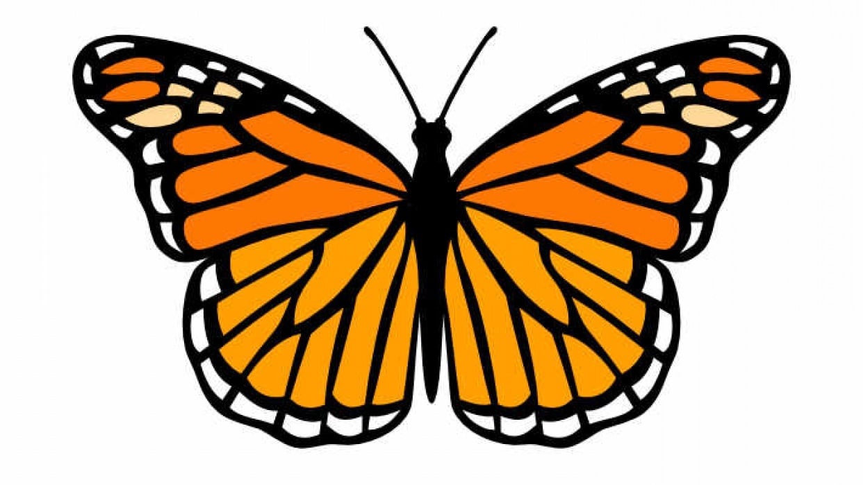 Monarch Butterfly - student project