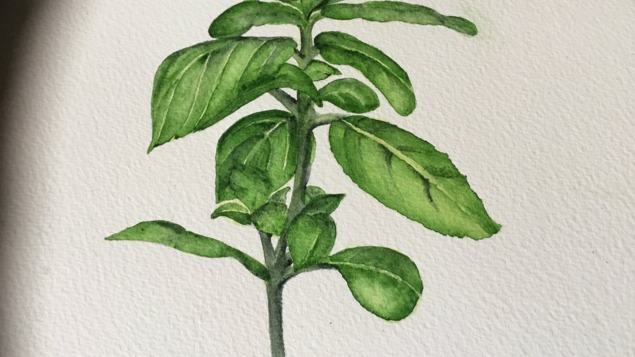 Basilic - student project