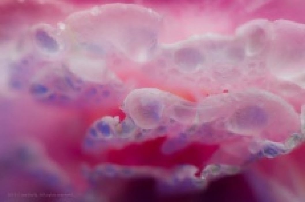 Joe Holly, Pretty Good Photographer - student project