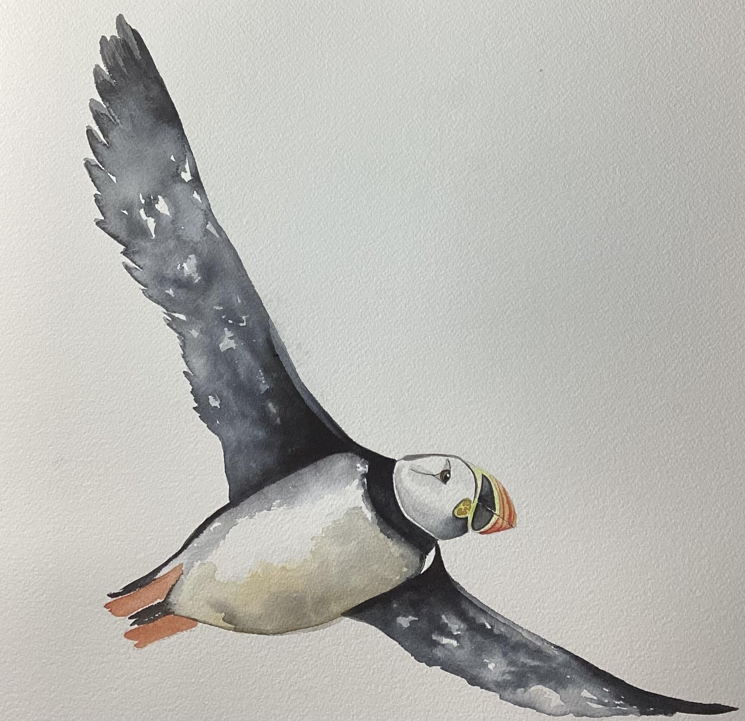 Flying puffin - image 1 - student project