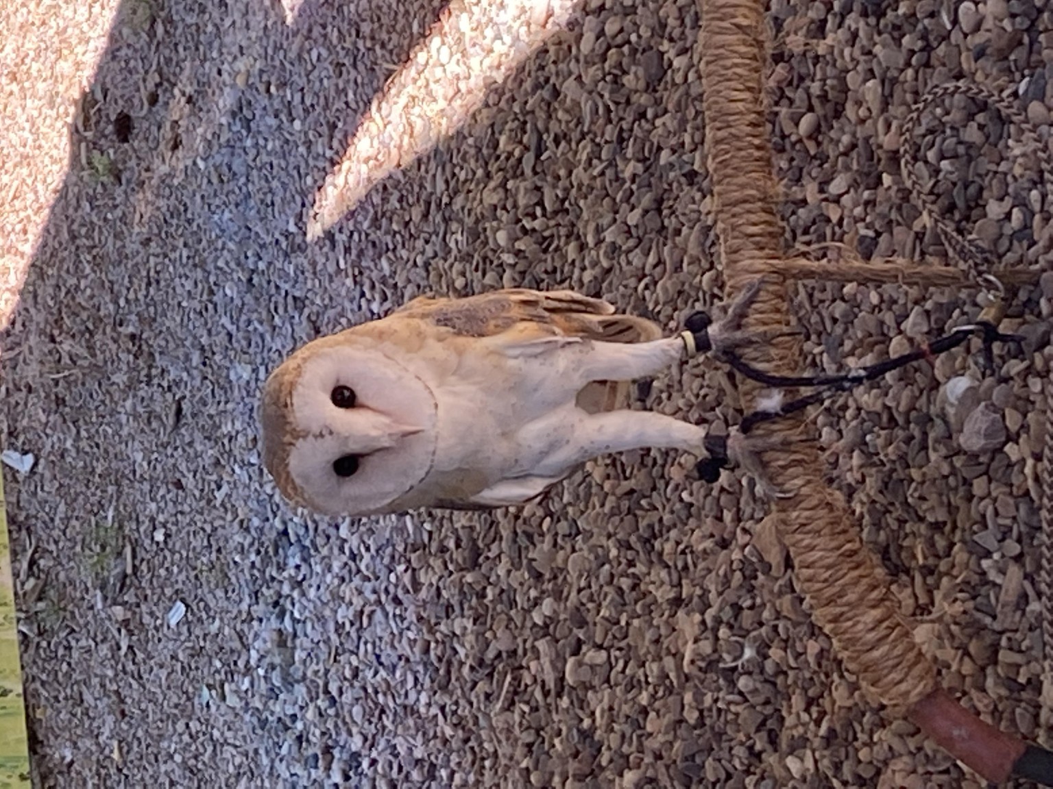 Whoo else loves owls - image 5 - student project