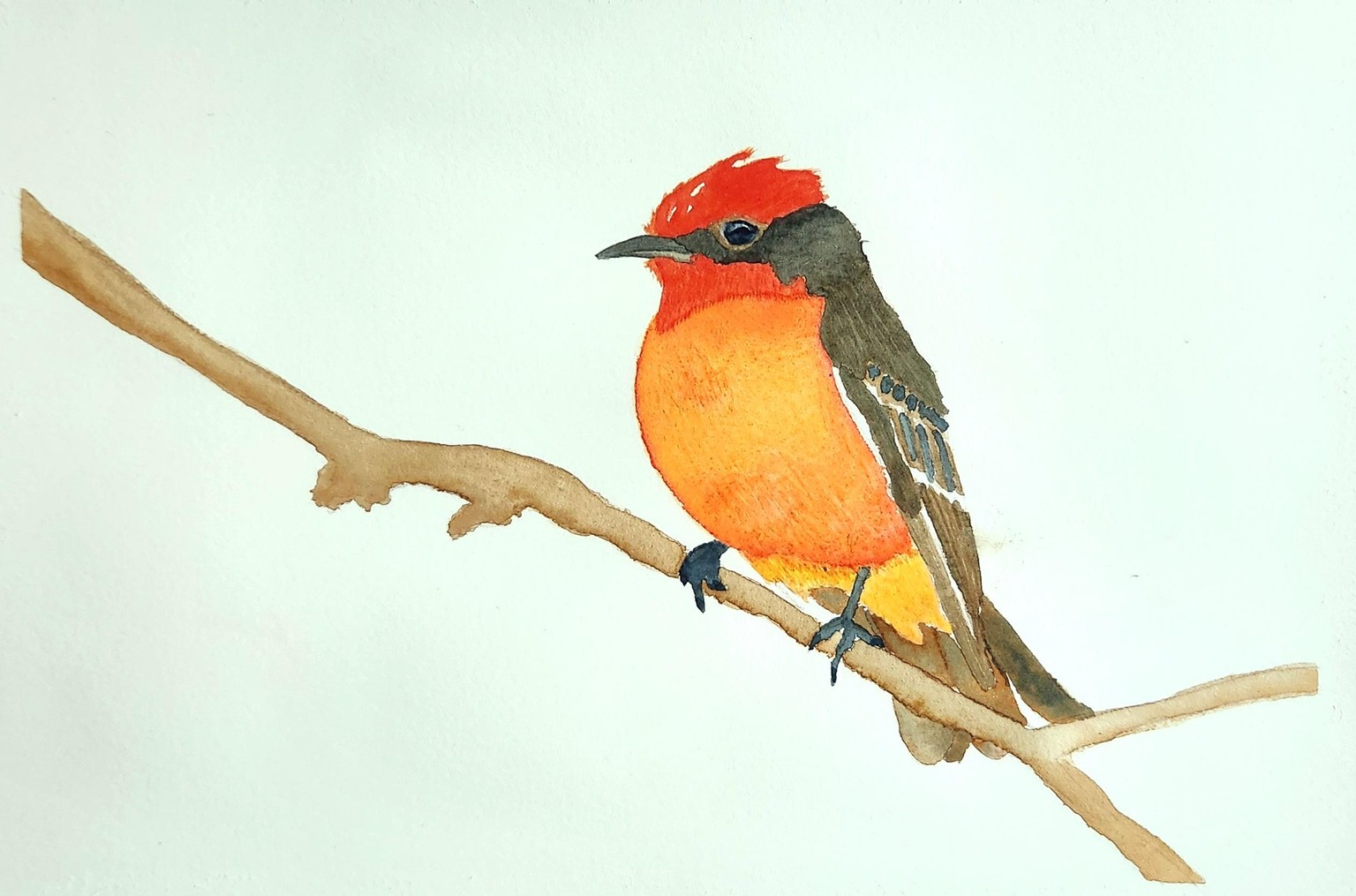 Vermillion Flycatcher - image 1 - student project
