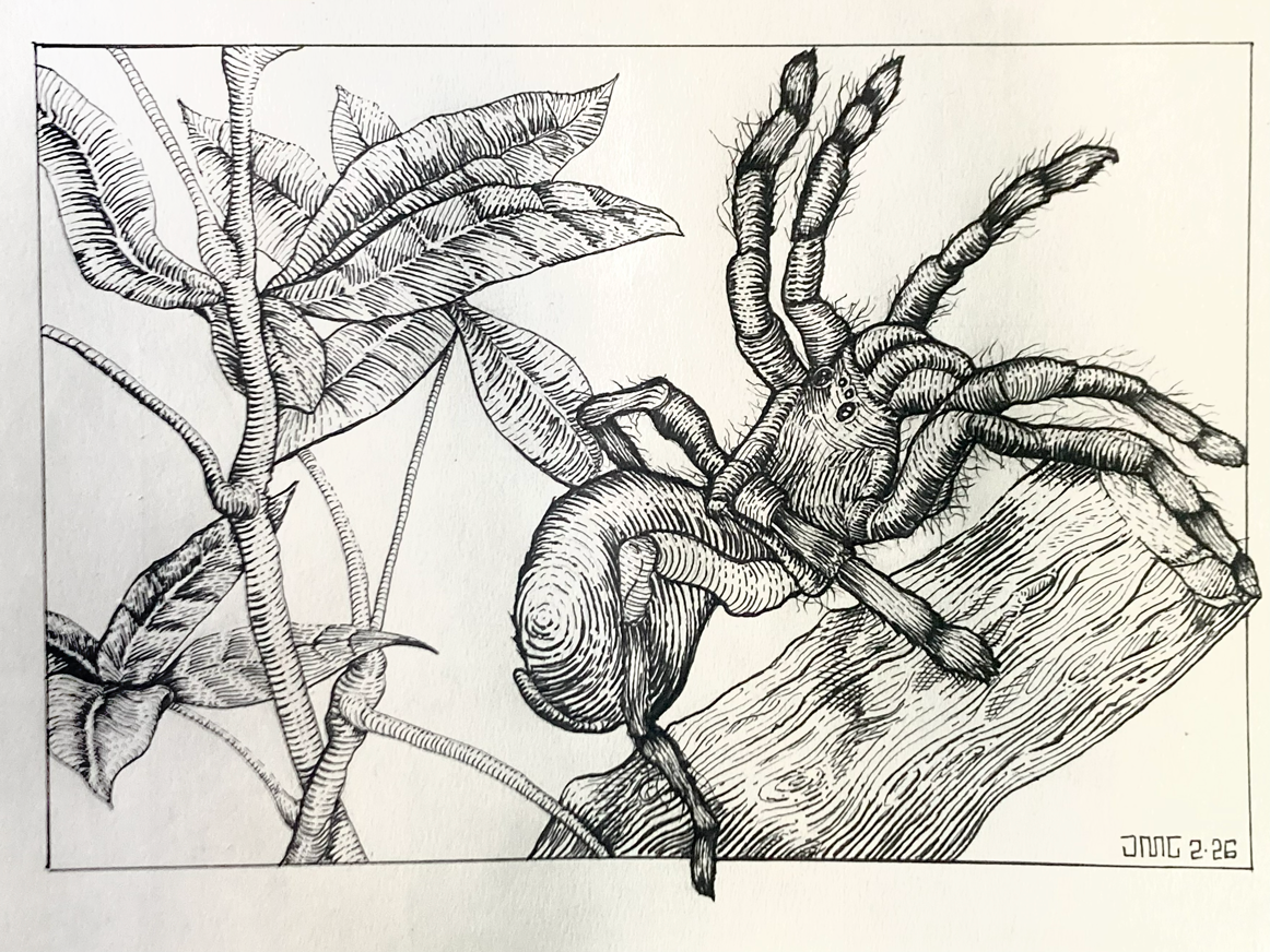 Engraving Style Tarantula - image 2 - student project