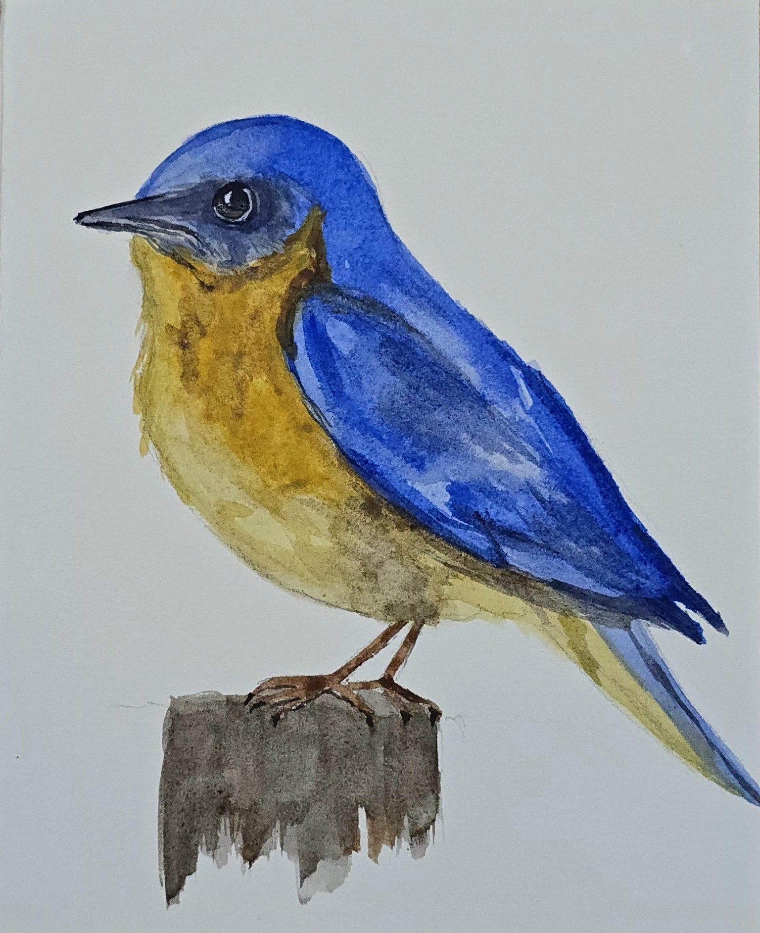Bluebird - image 1 - student project