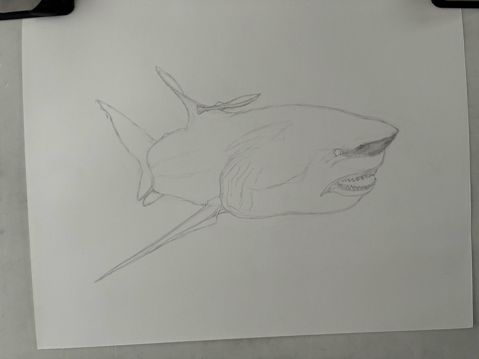 Charcoal Bull Shark with Remora - image 1 - student project