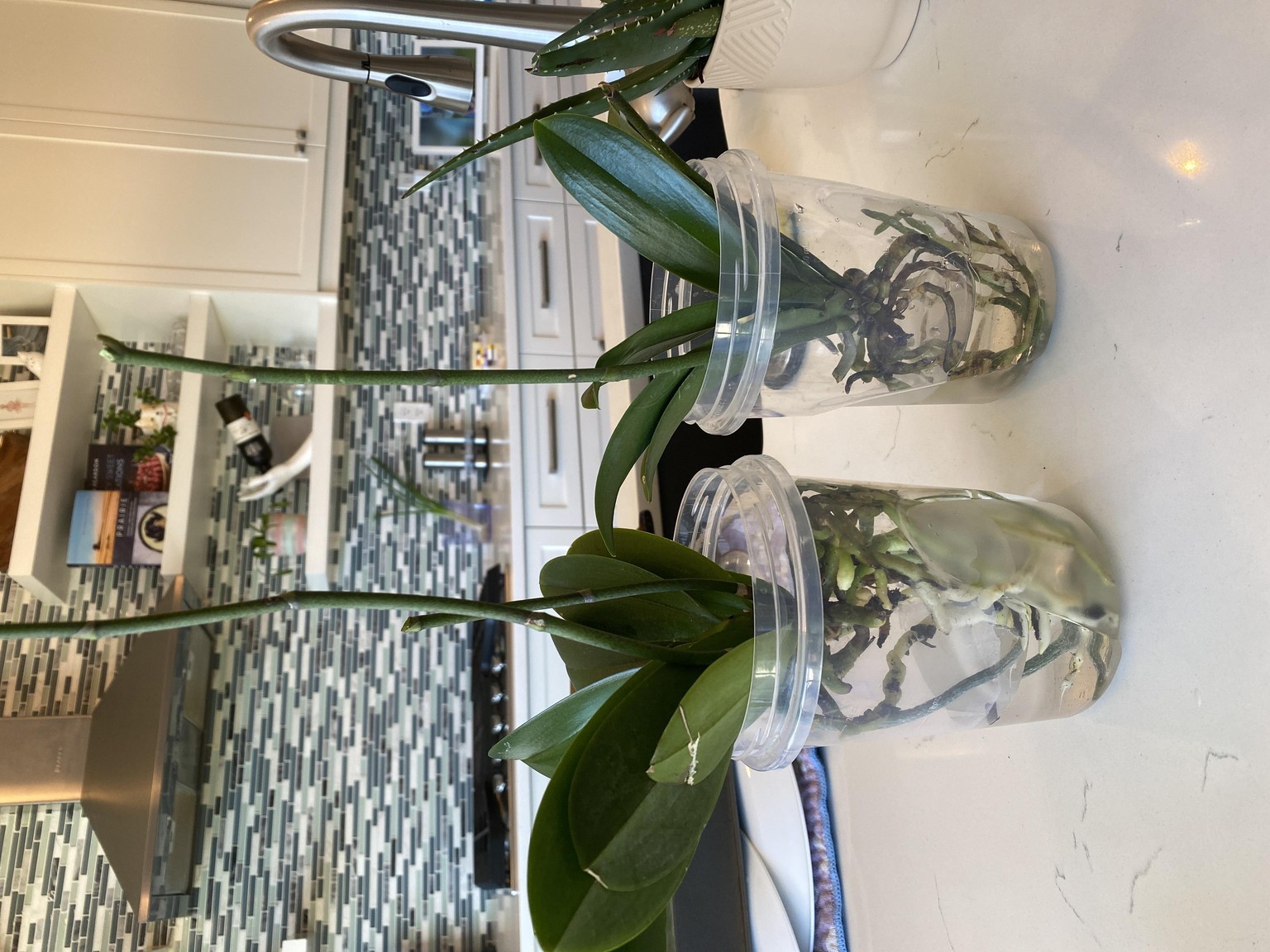 Trying to save my orchids - image 1 - student project