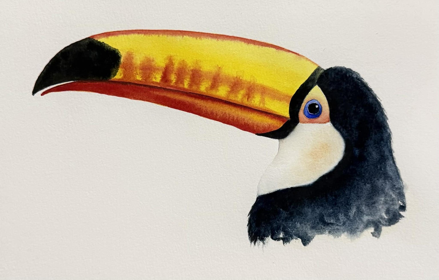 Toucan - image 1 - student project