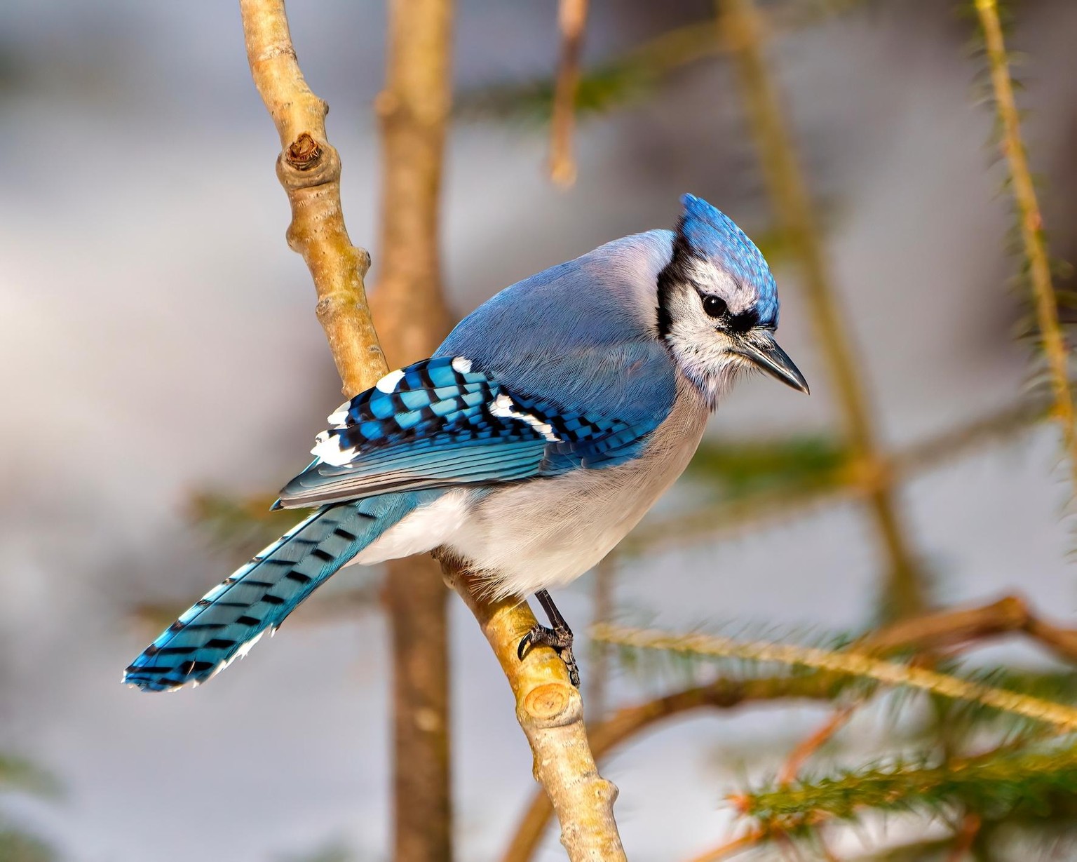 Teatime with the Blue Jays - image 4 - student project