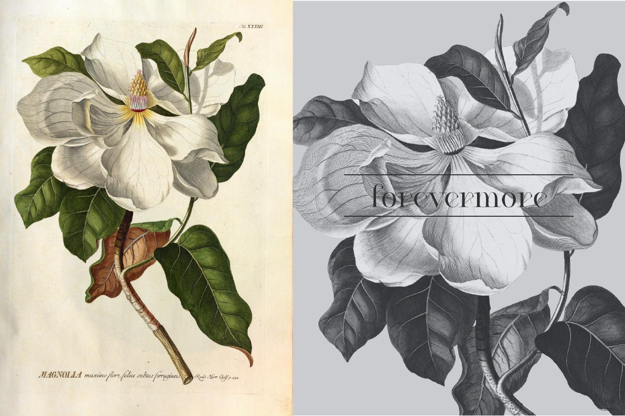 Botanical Greeting Cards - image 4 - student project