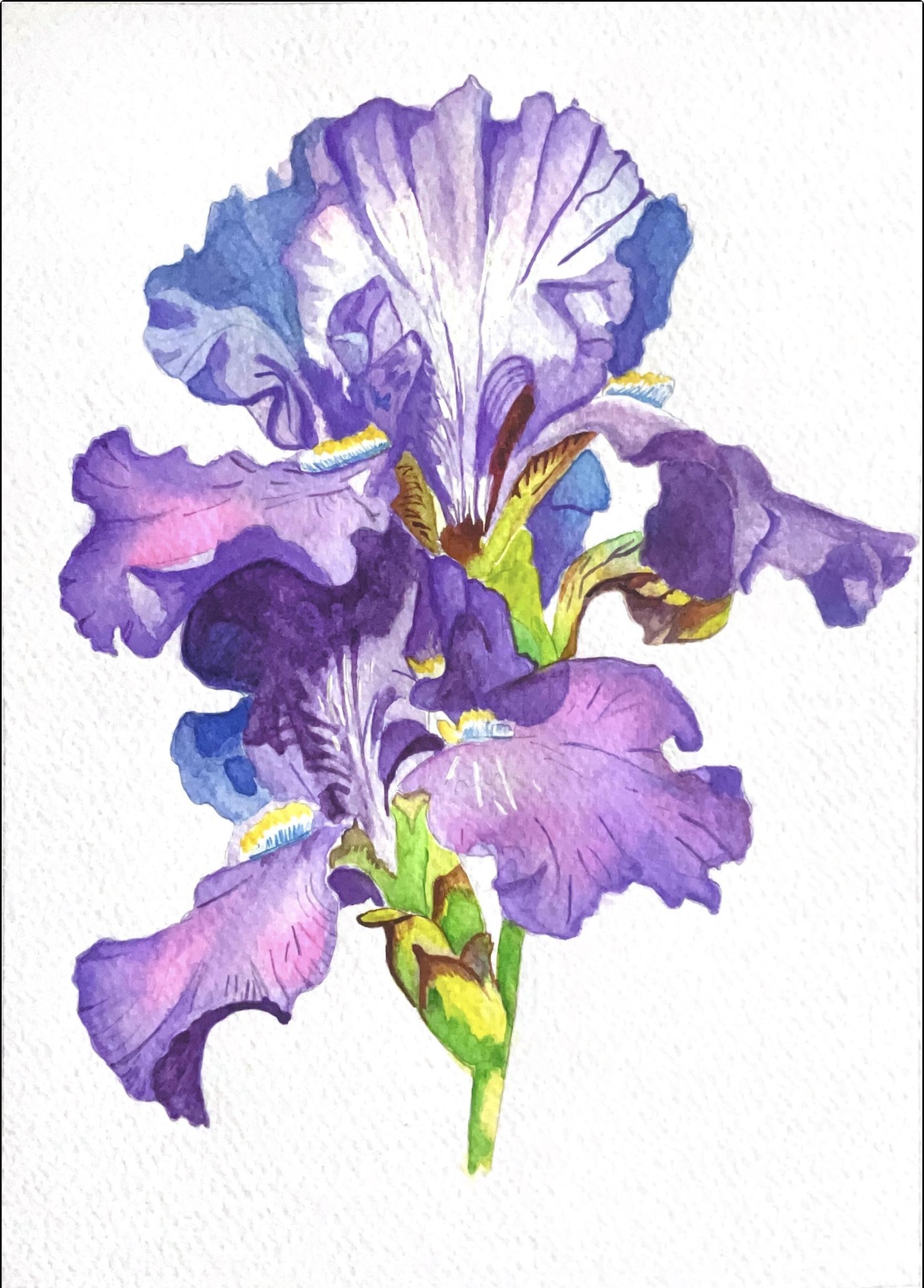 Iris Watercolor Flower - image 1 - student project