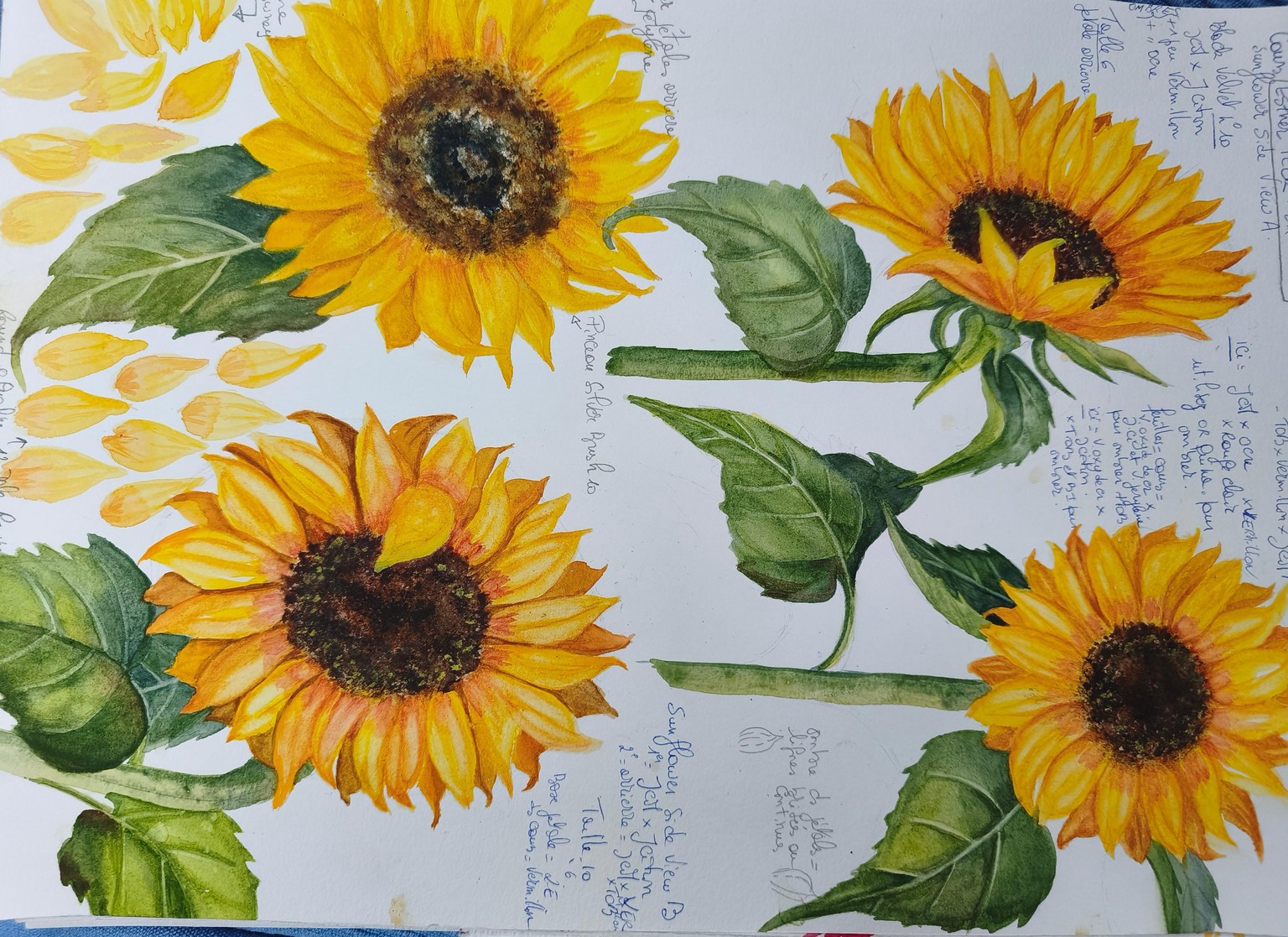 Tournesols - image 1 - student project