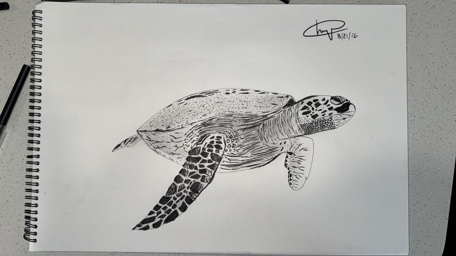 Turtle - image 1 - student project