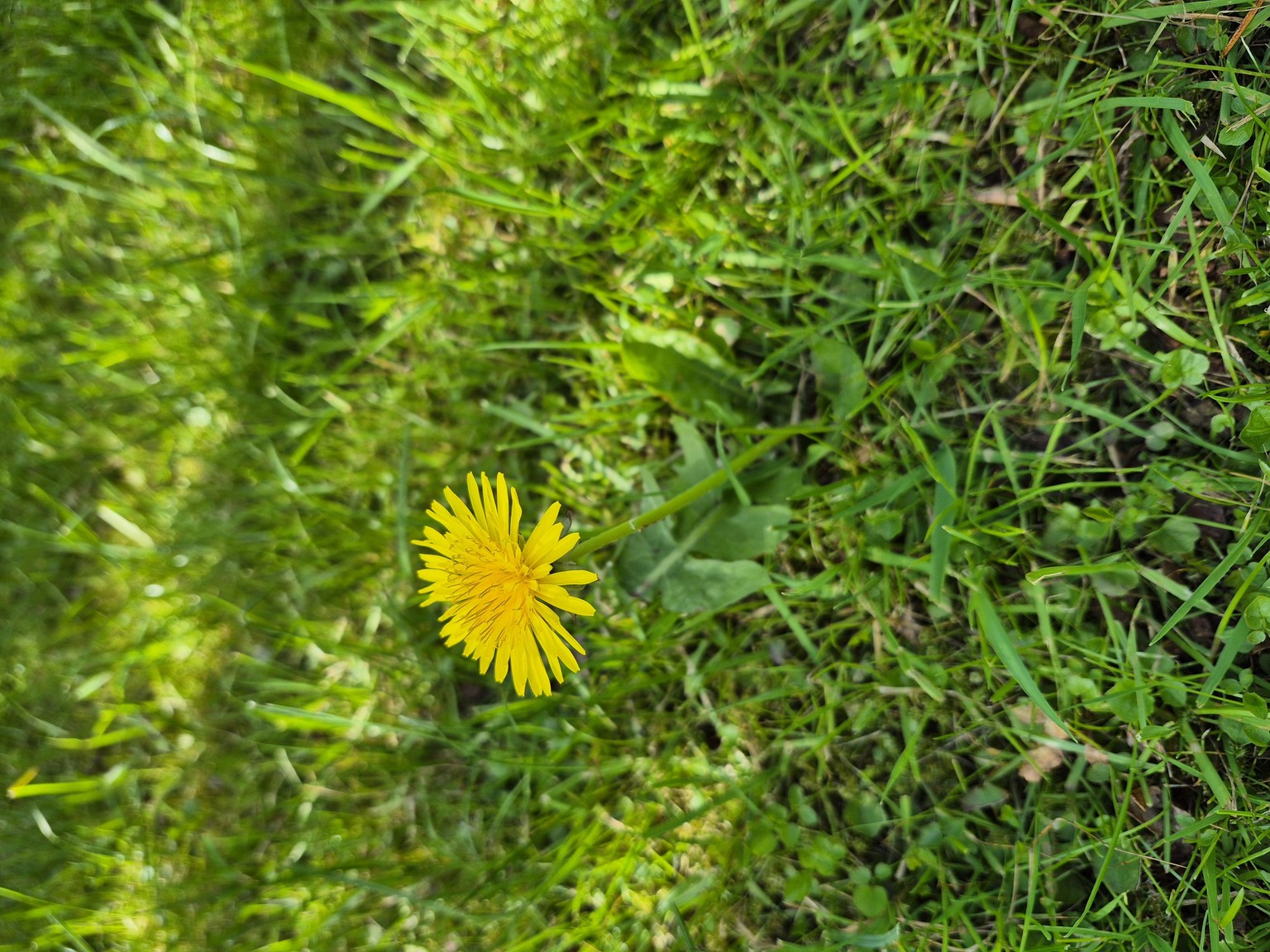 Dandelion - image 2 - student project