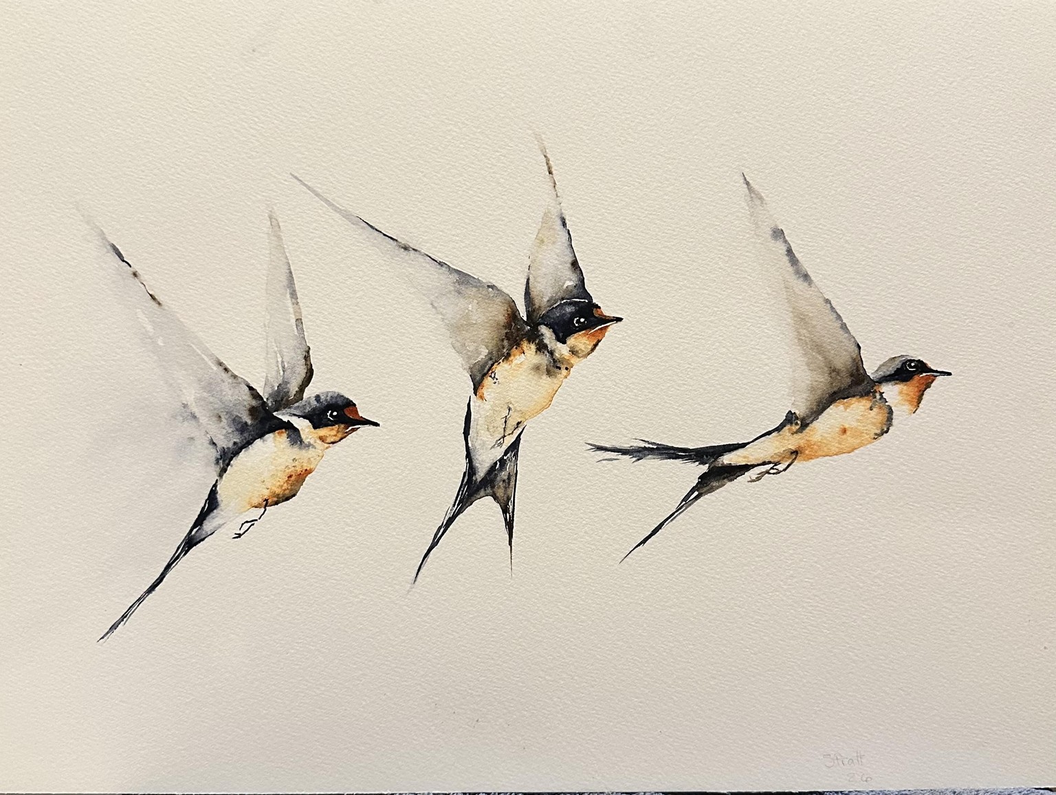 Swallows in flight - image 1 - student project