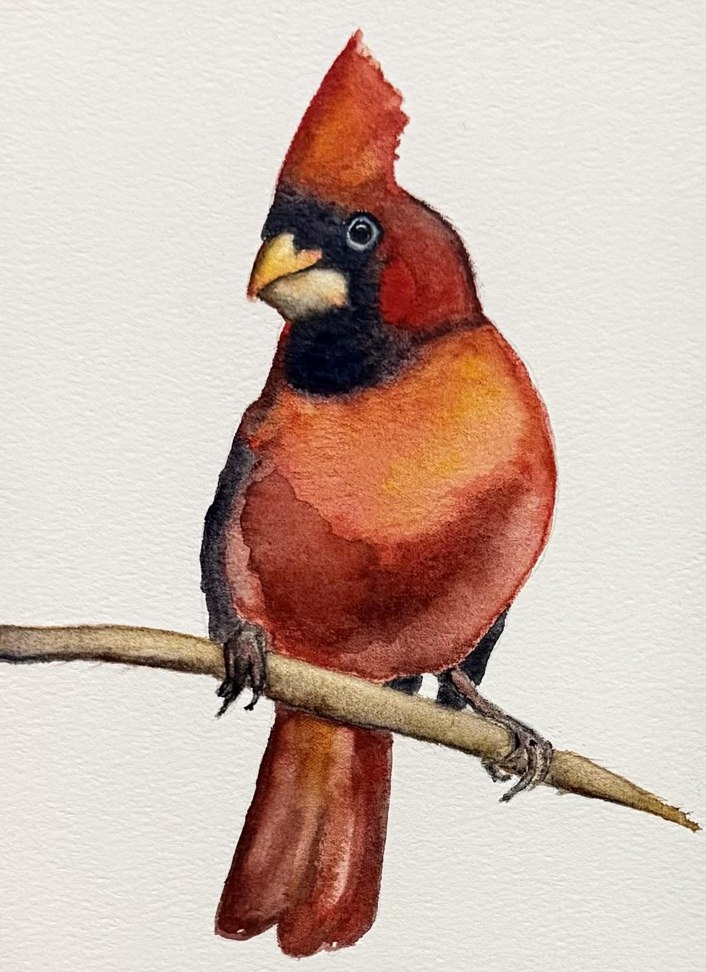 Red Cardinal - image 1 - student project