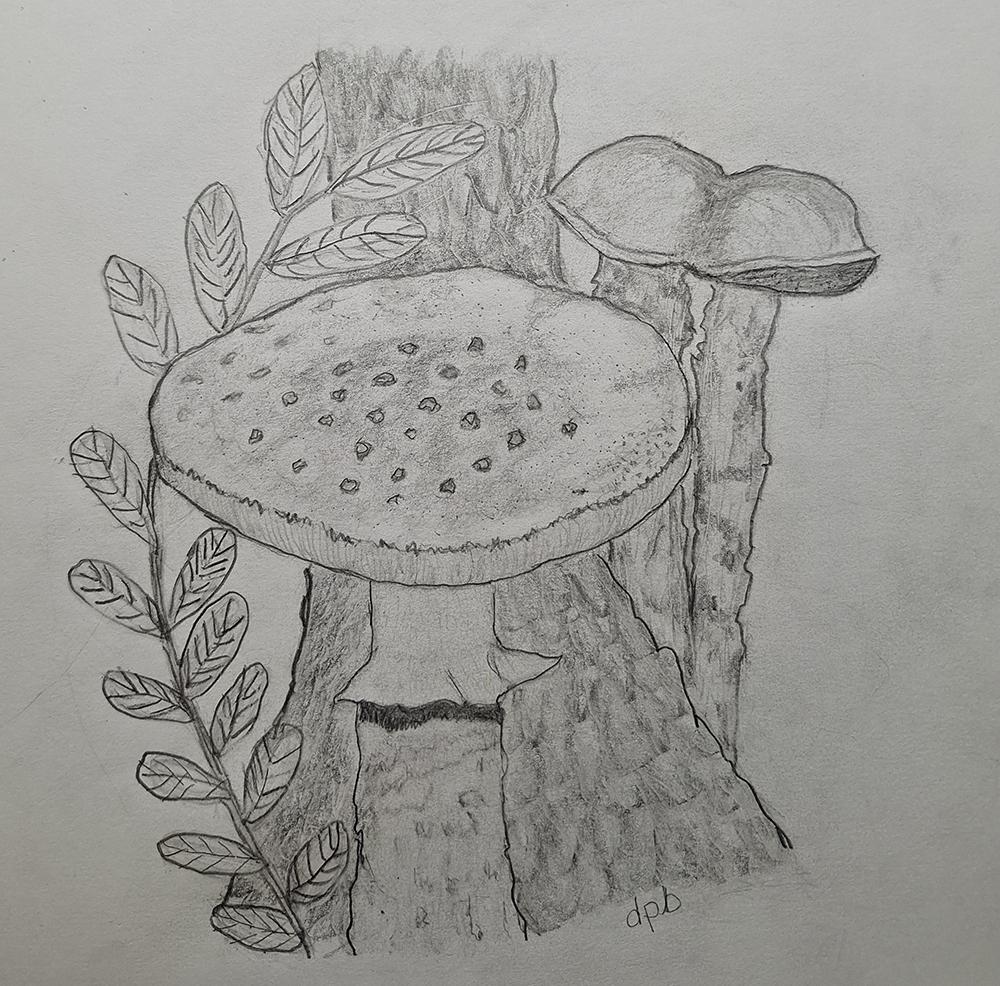 Mushrooms in woodland - image 1 - student project