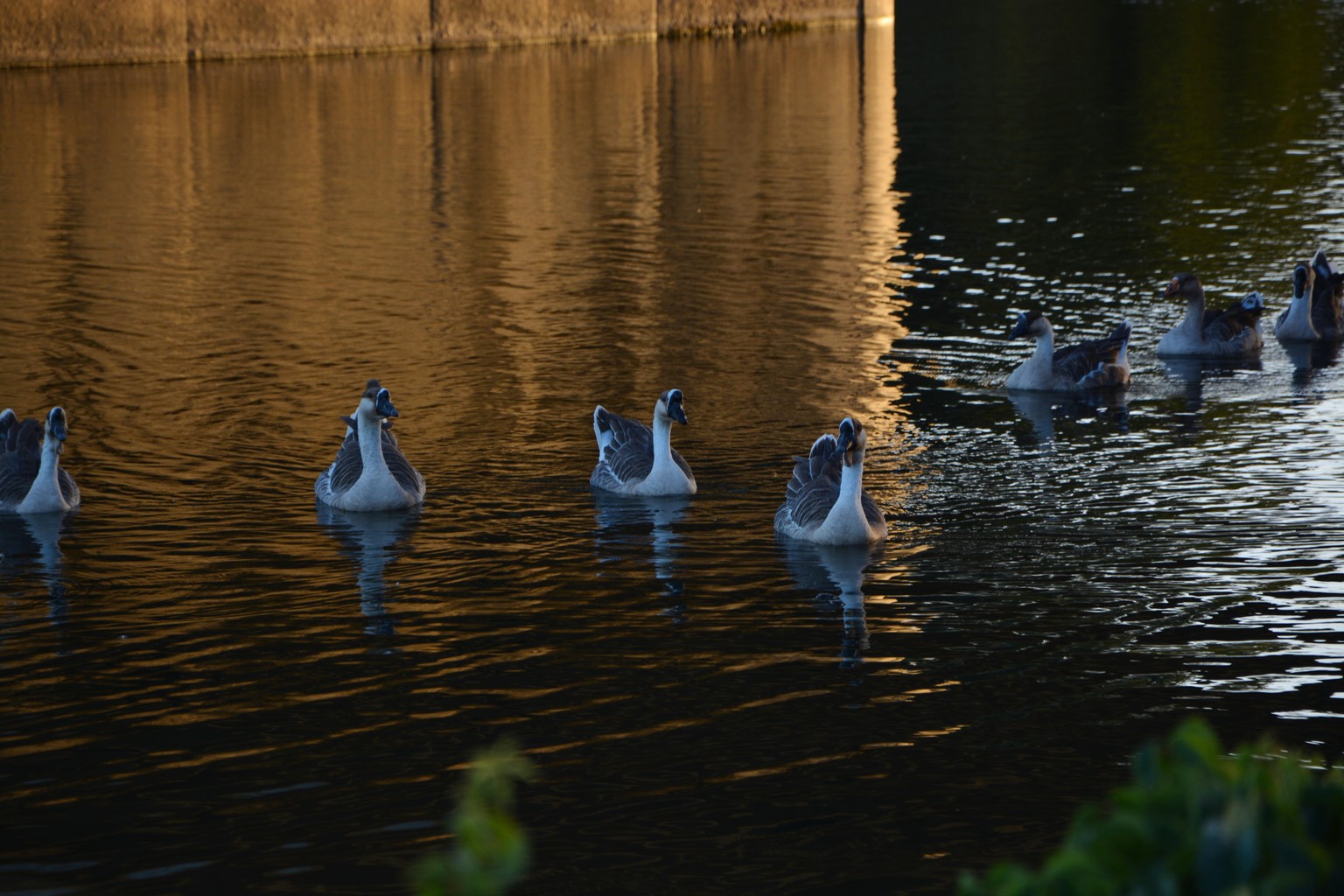 Taking a swim before the sunset - image 1 - student project