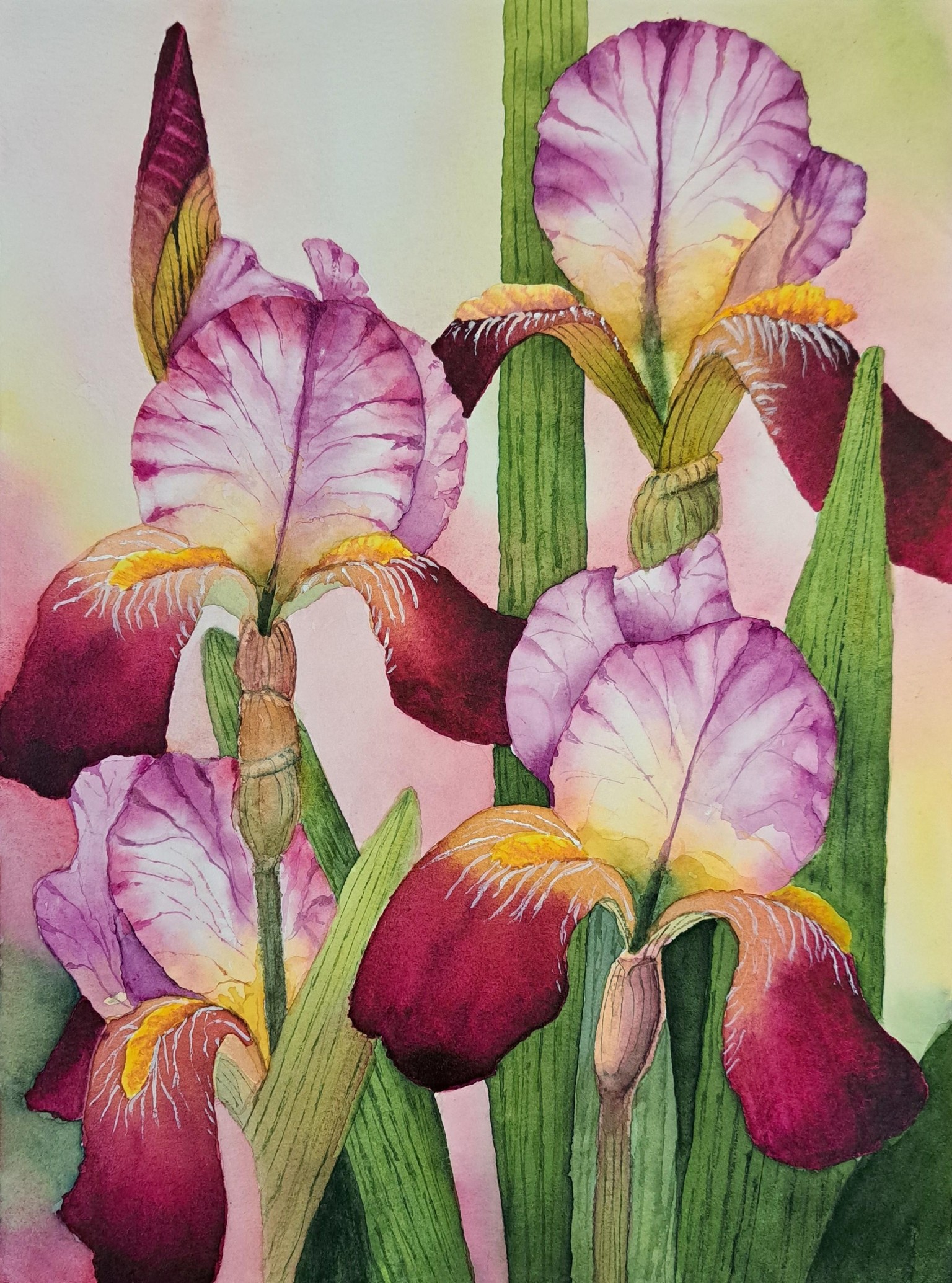 Bearded Irises - image 1 - student project