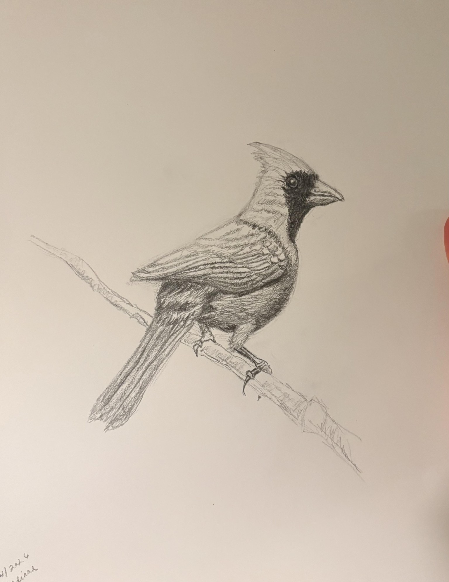 cardinal - image 1 - student project