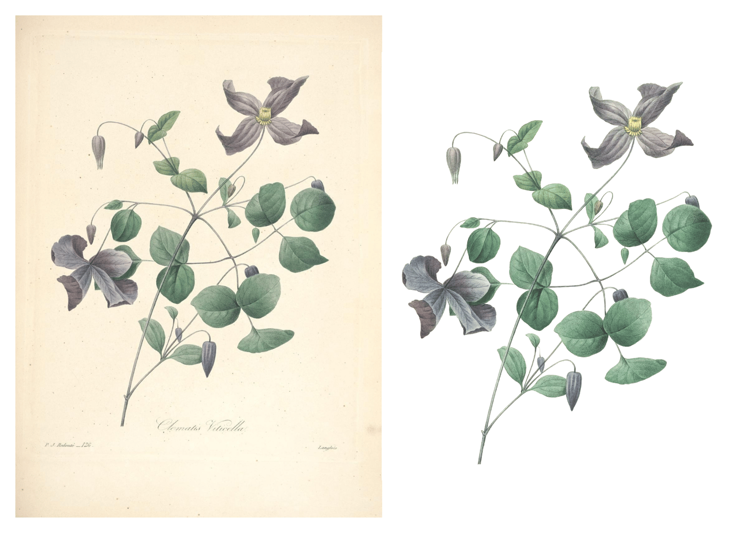 Botanical Design Exploration - image 1 - student project