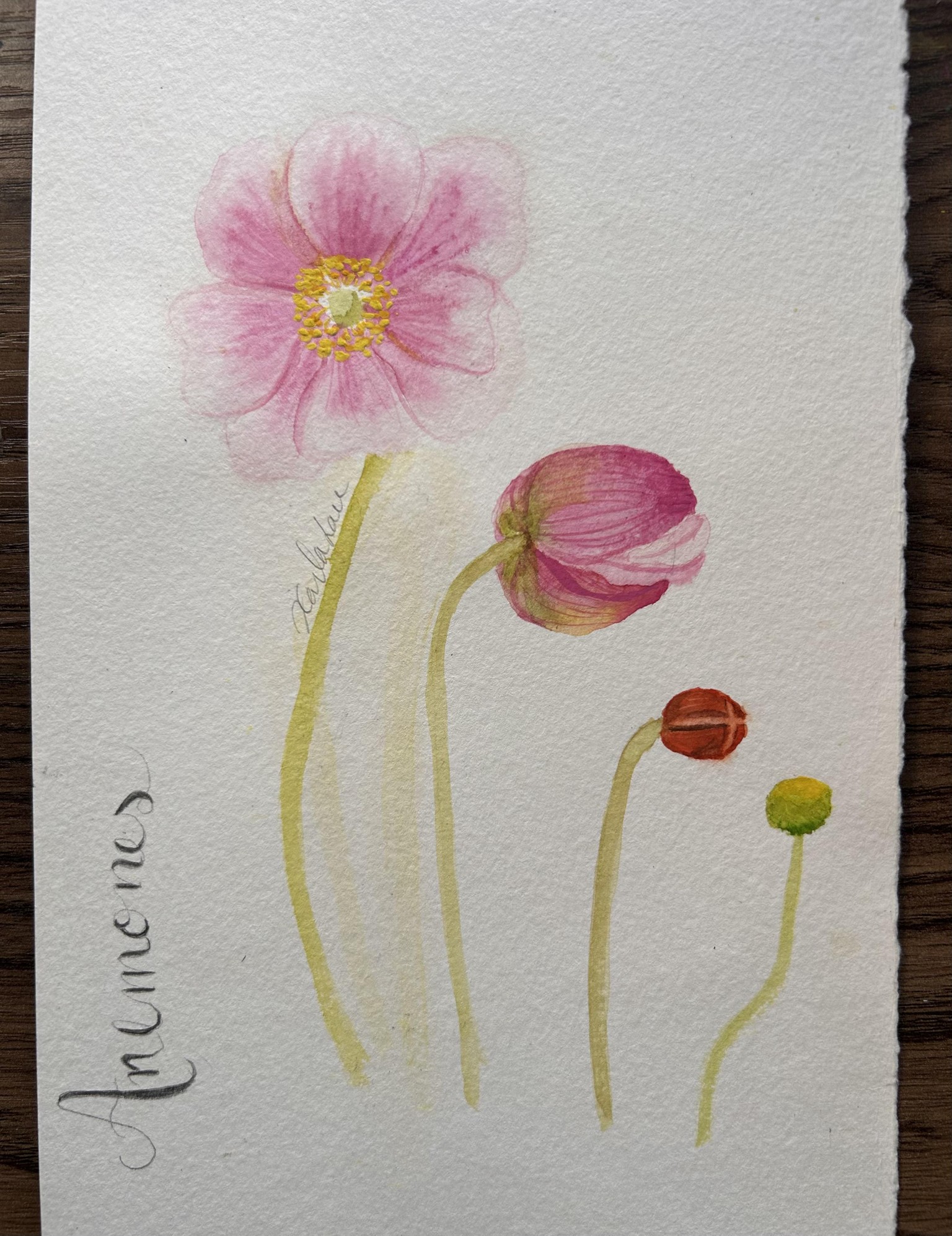 Anemones - image 1 - student project