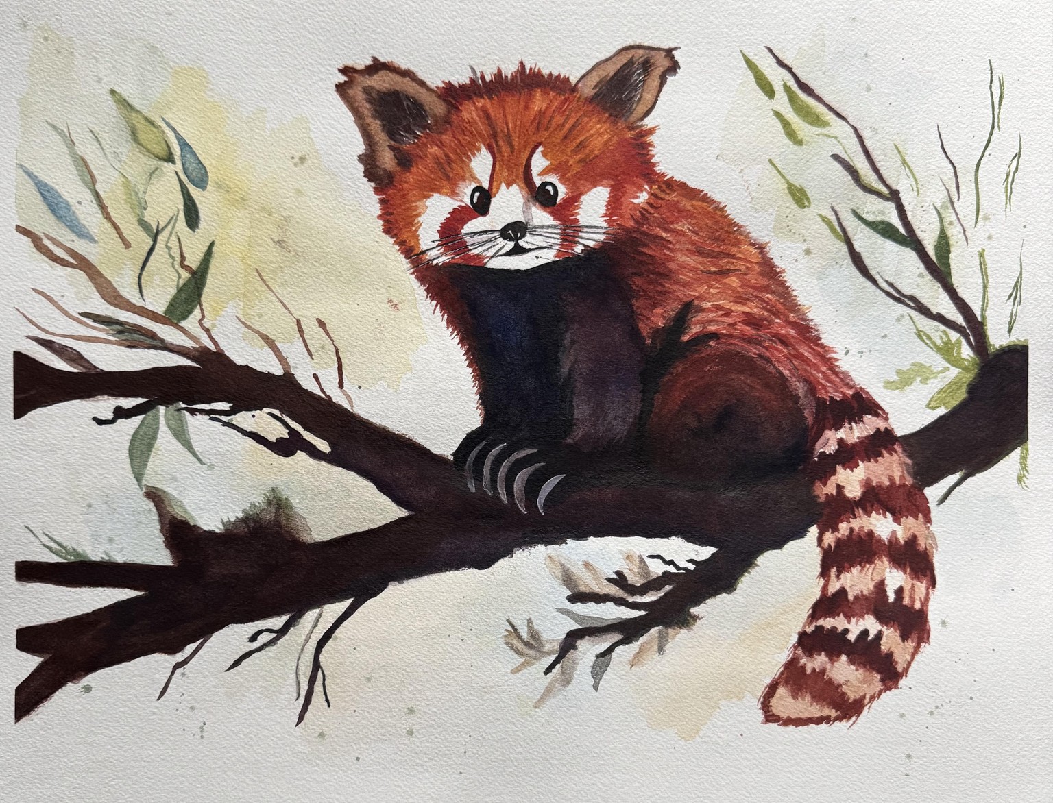 Red Panda - image 1 - student project