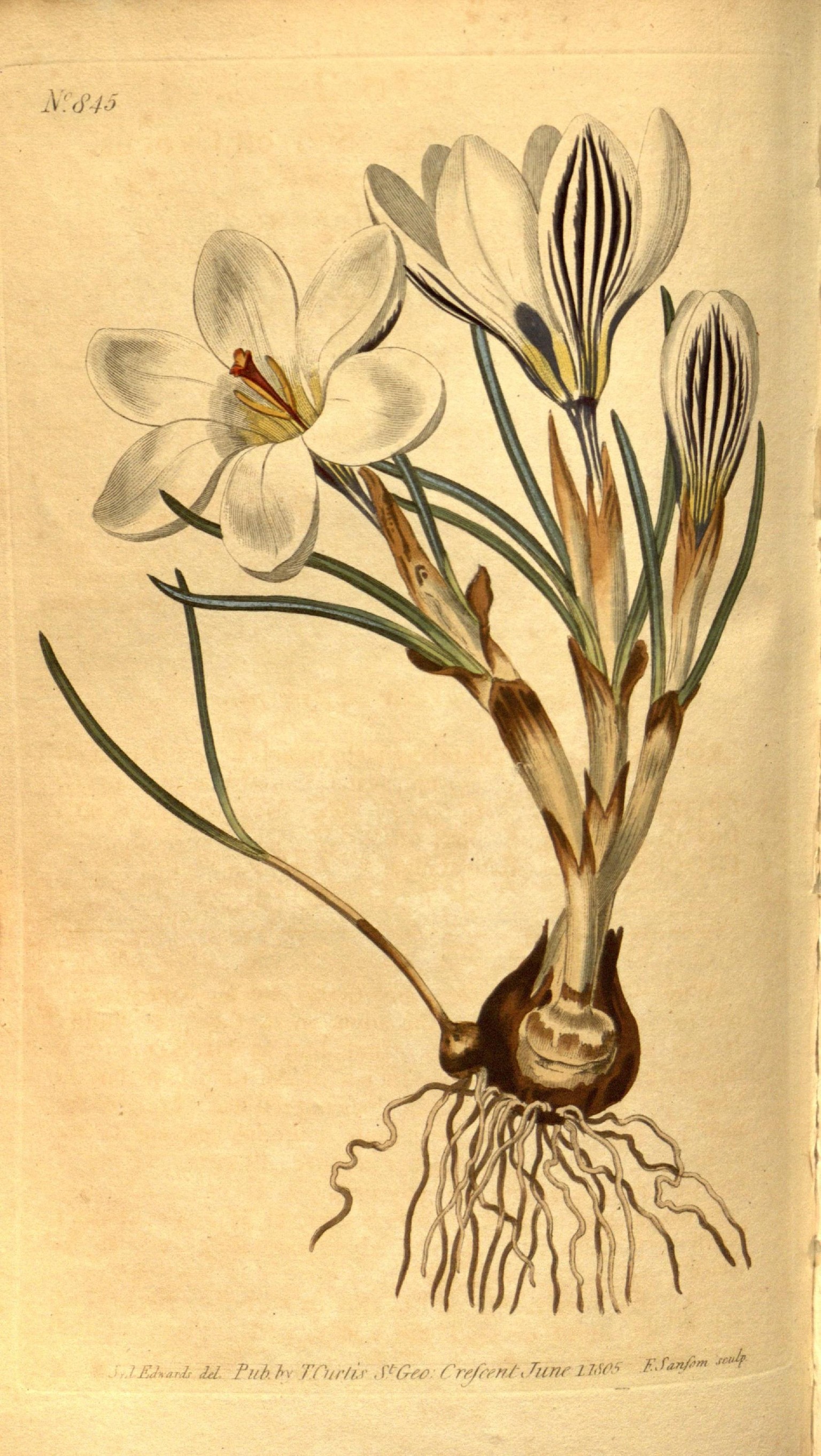 Crocus Botanical Notebook - image 2 - student project
