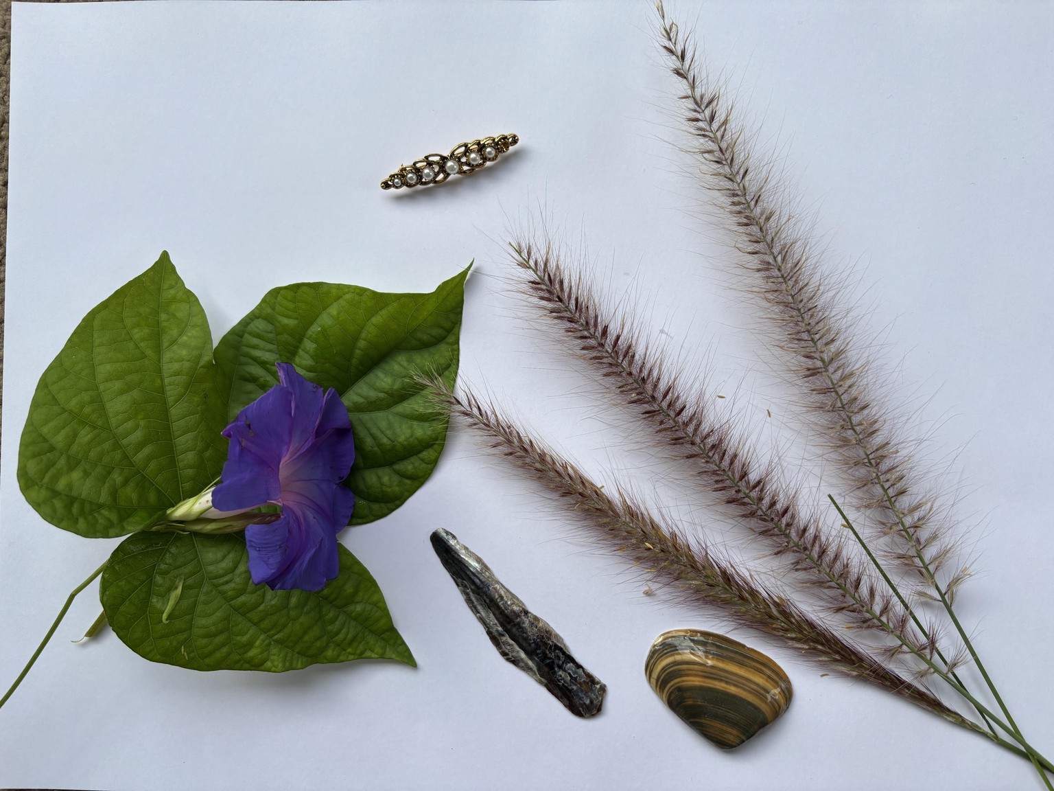 Paua, Pipi Shells & Plants in Gouache - image 3 - student project