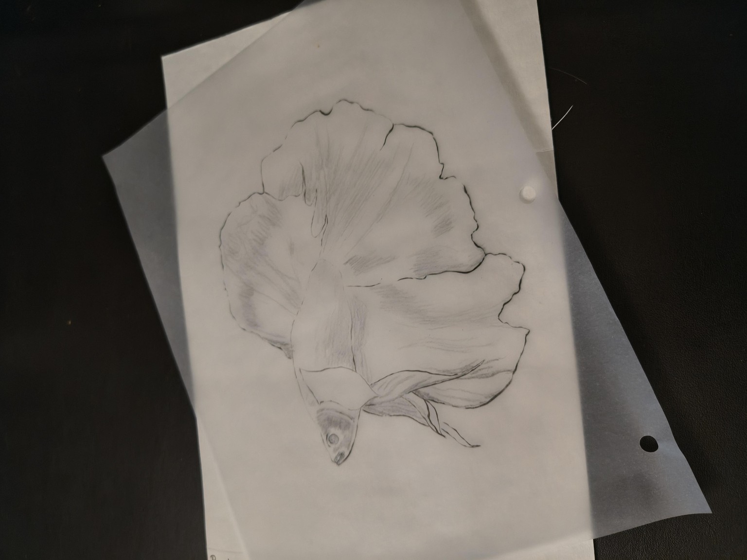 Betta fish - image 2 - student project
