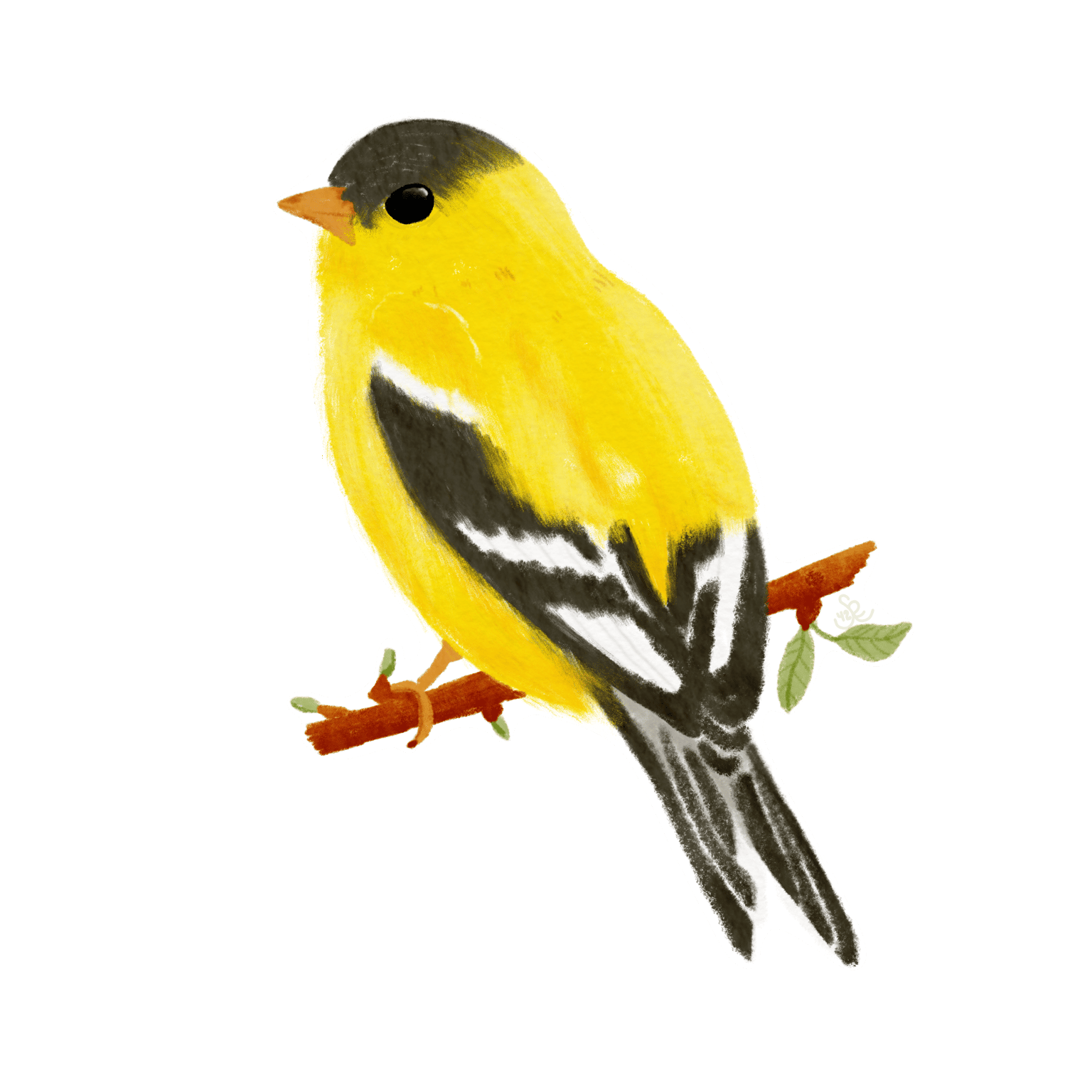 Willow Goldfinch - image 2 - student project
