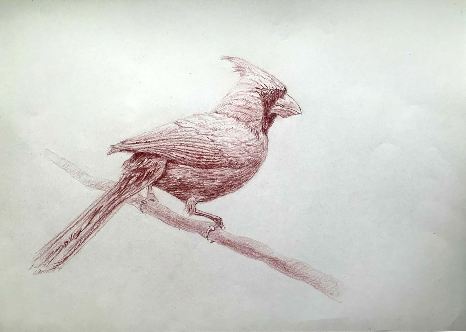 Cardinal bird - image 1 - student project