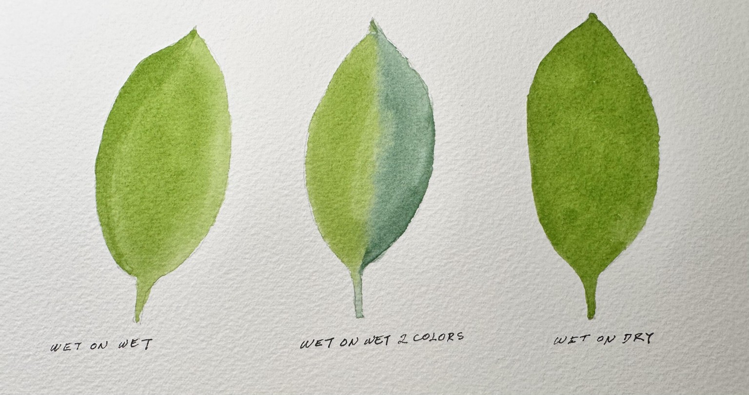 Watercolor techniques - image 2 - student project