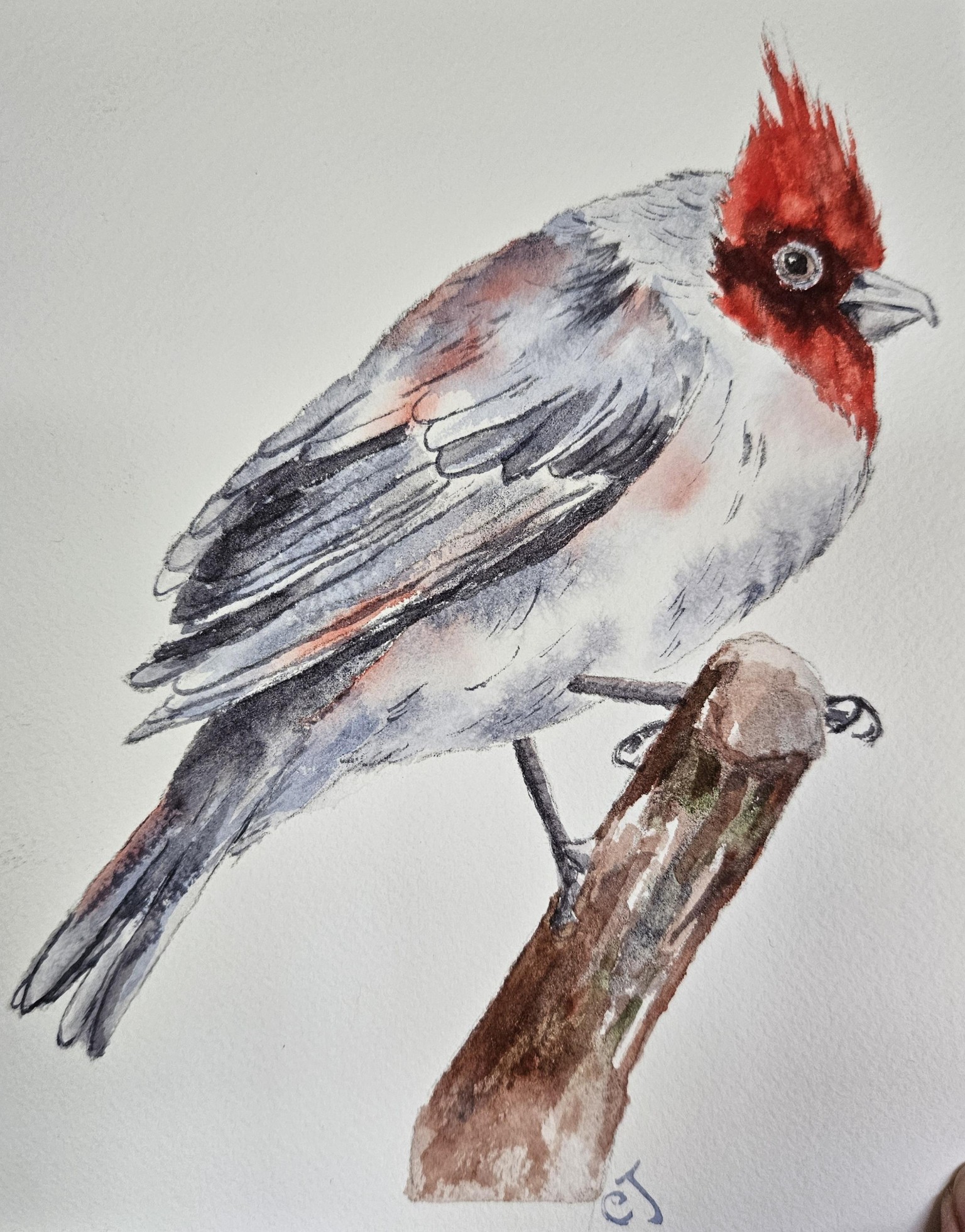 Red crested cardinal - image 1 - student project