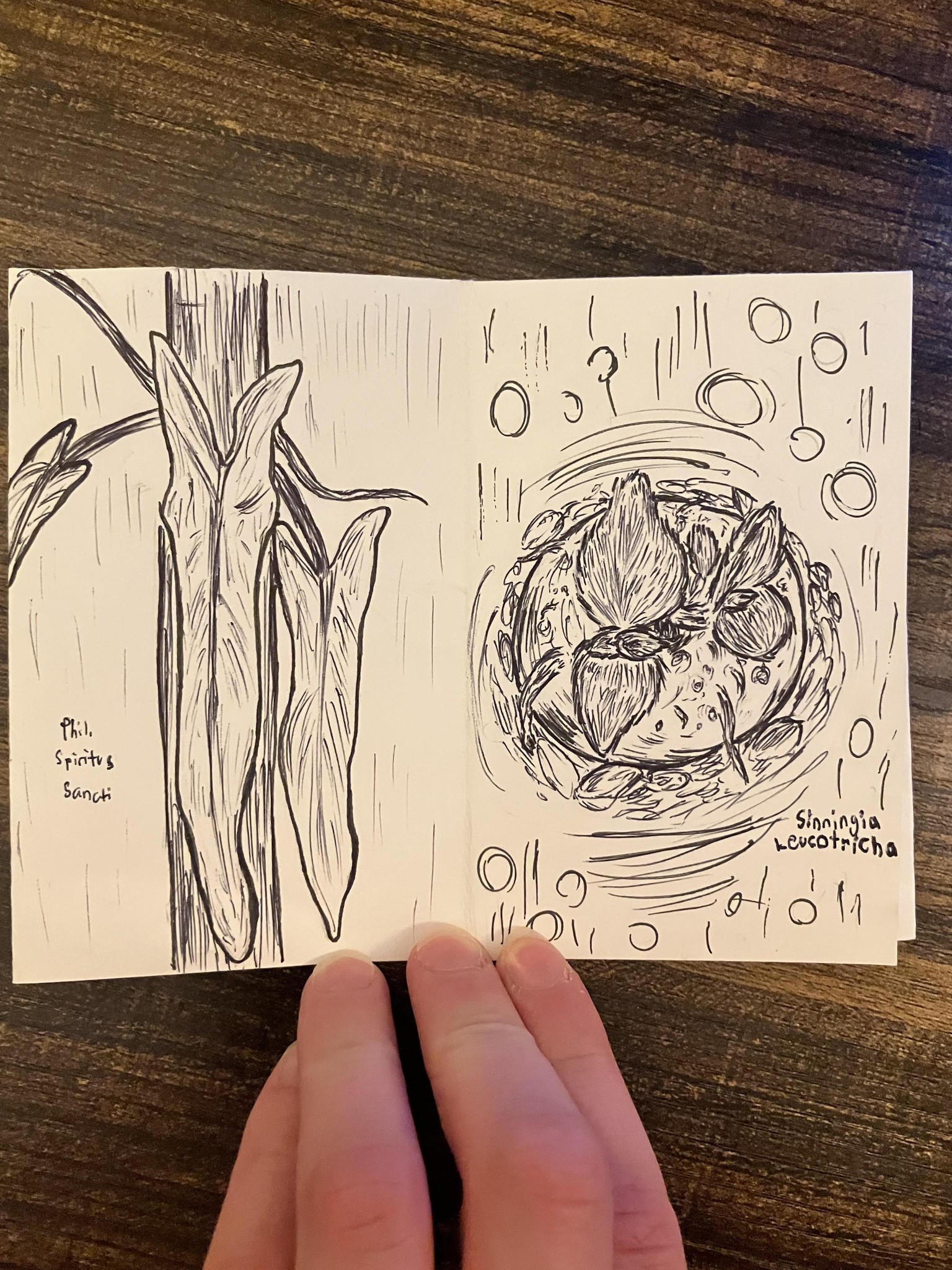 Botanical zine - image 2 - student project