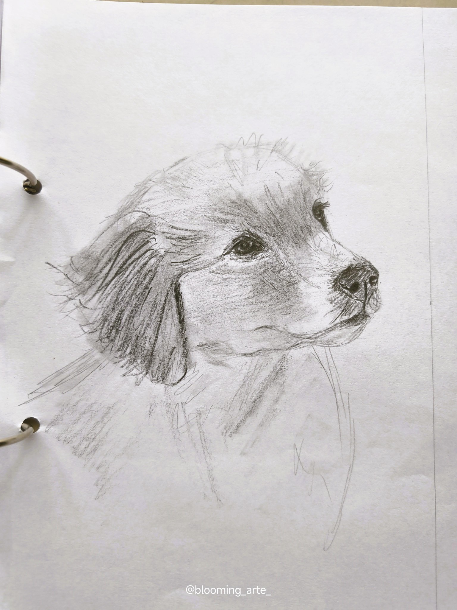 Sketching Animal Portraits: Breaking Down References & Proportions - image 4 - student project