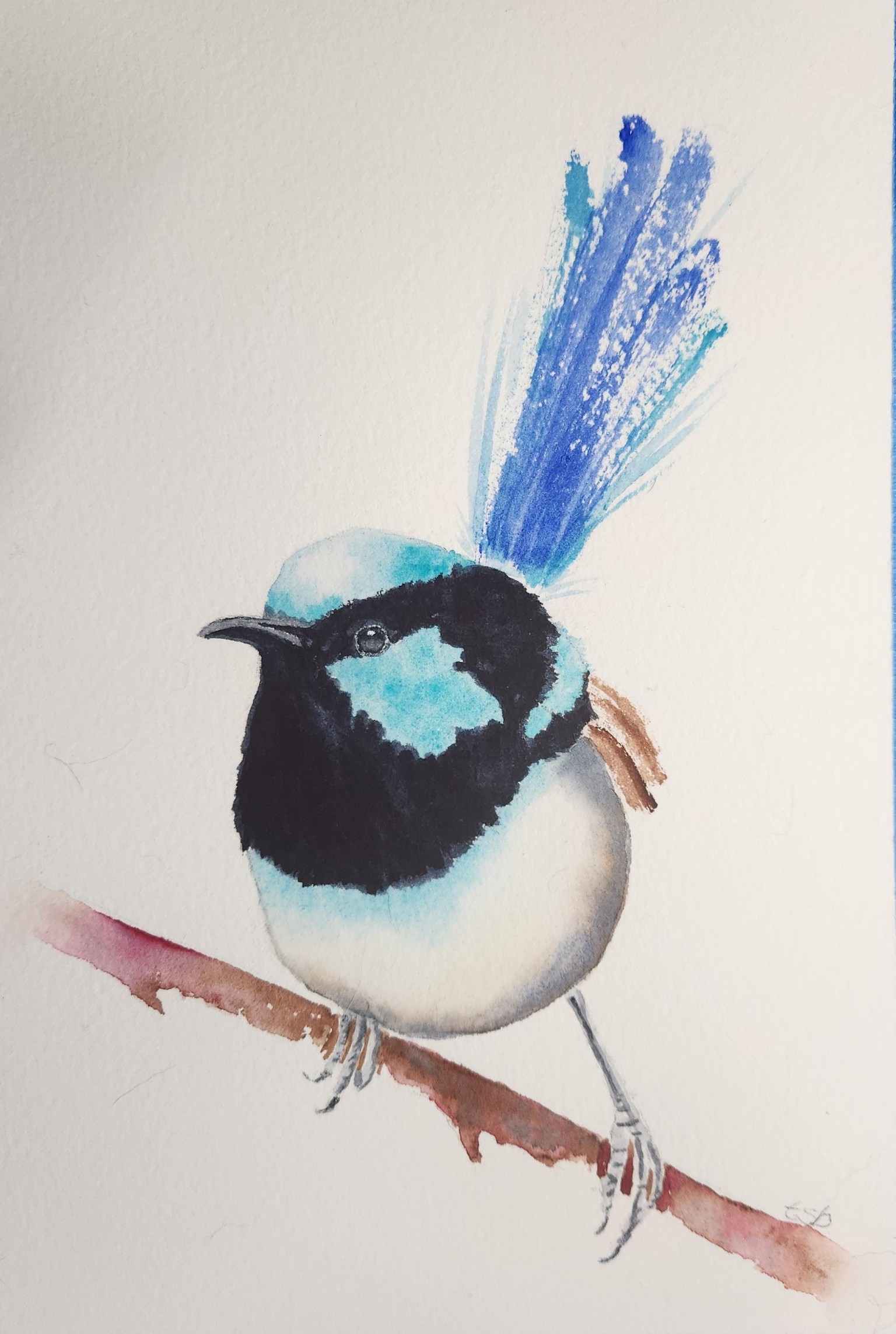 Little Blue Wren - image 2 - student project
