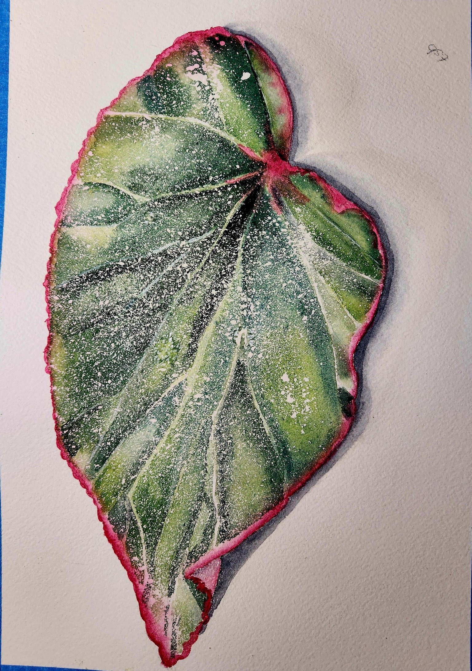 Begonia leaf - image 2 - student project