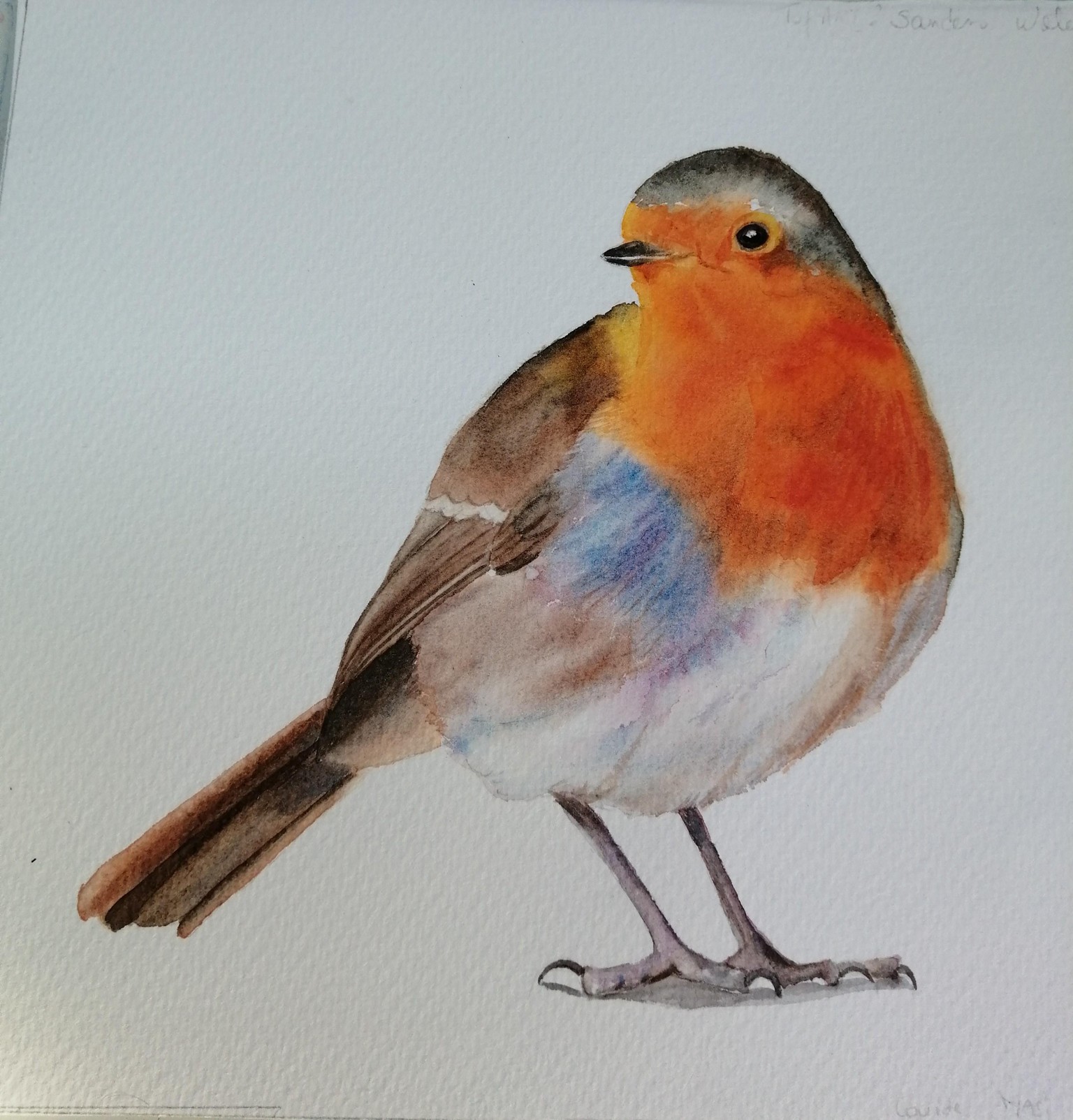 Robin - image 1 - student project