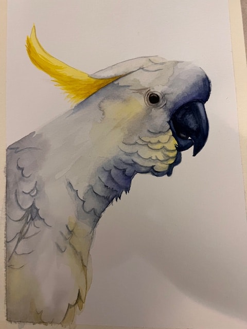 Sulphur Crested Parrot - image 1 - student project