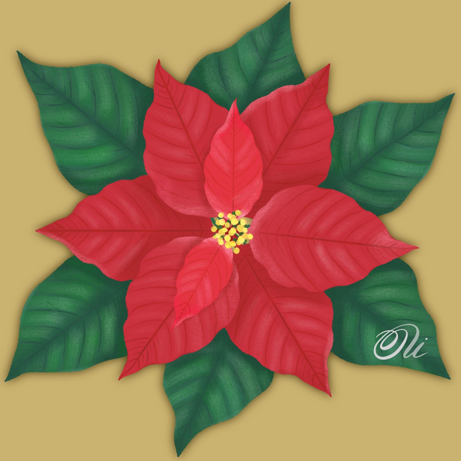 Poinsettia - image 1 - student project
