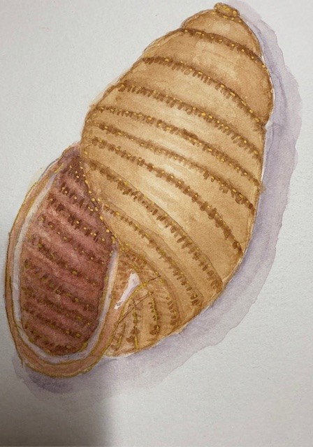 Shells - image 2 - student project