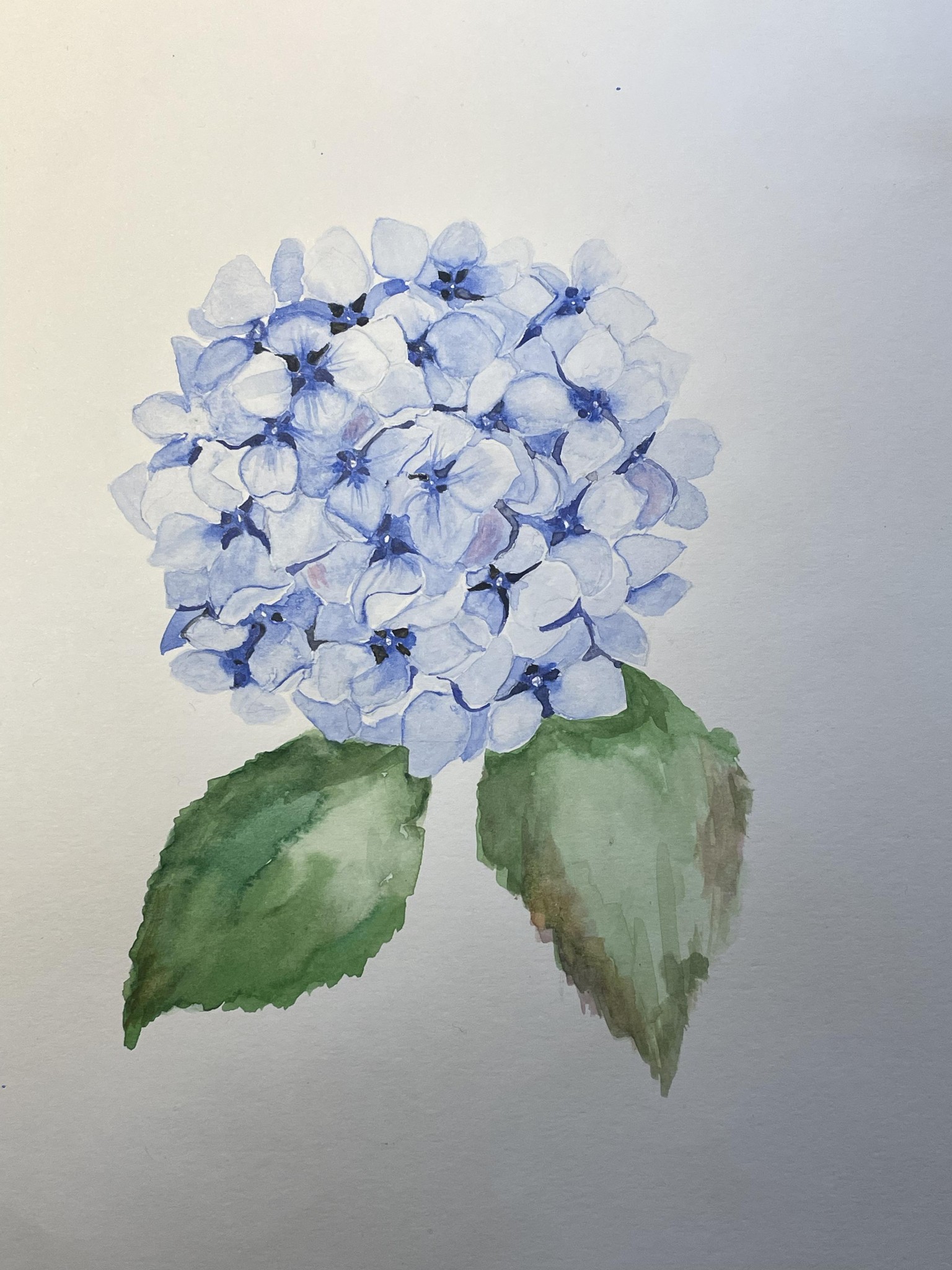 Hydrangea - image 1 - student project