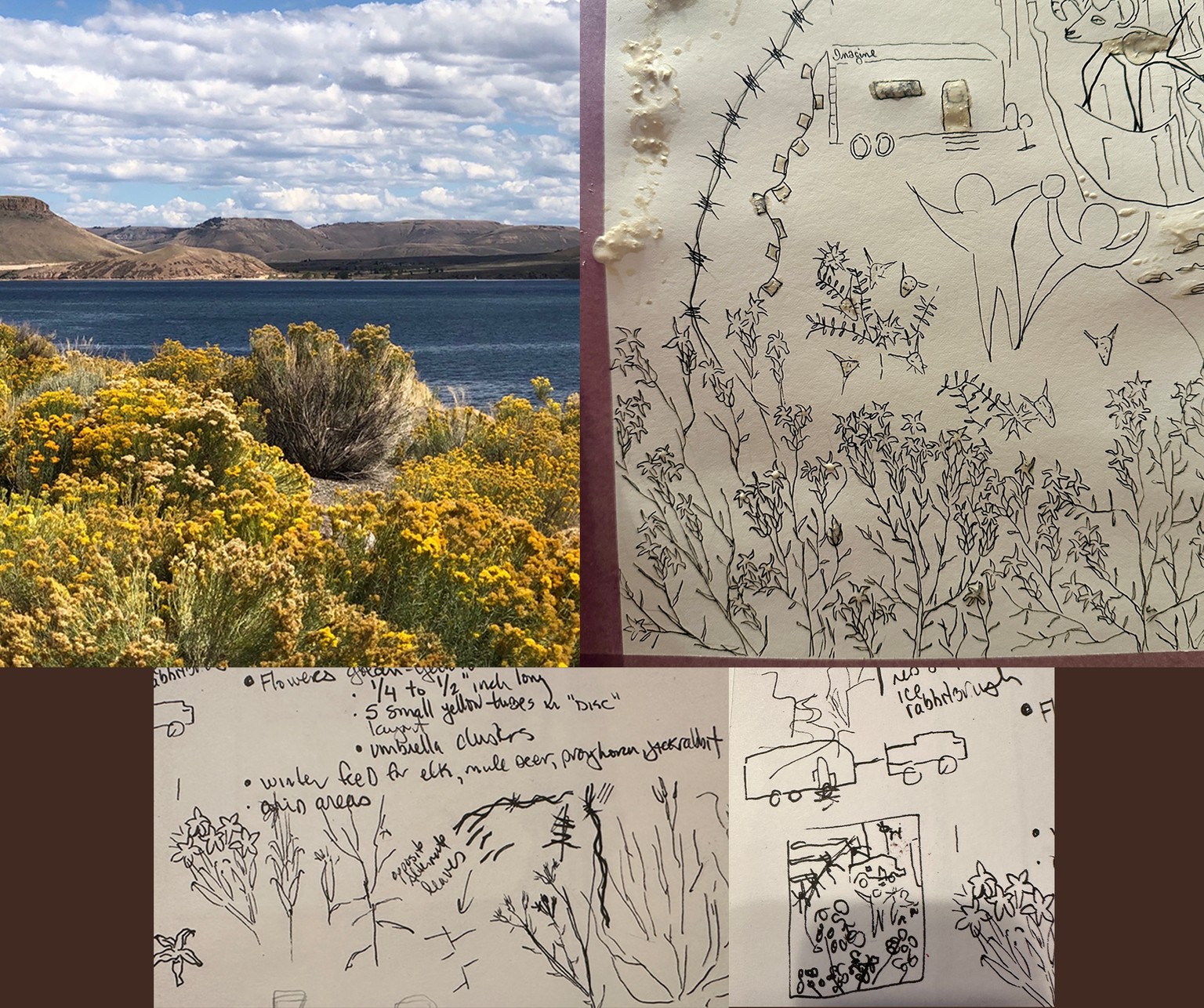 Remembering Rabbitbrush - image 3 - student project