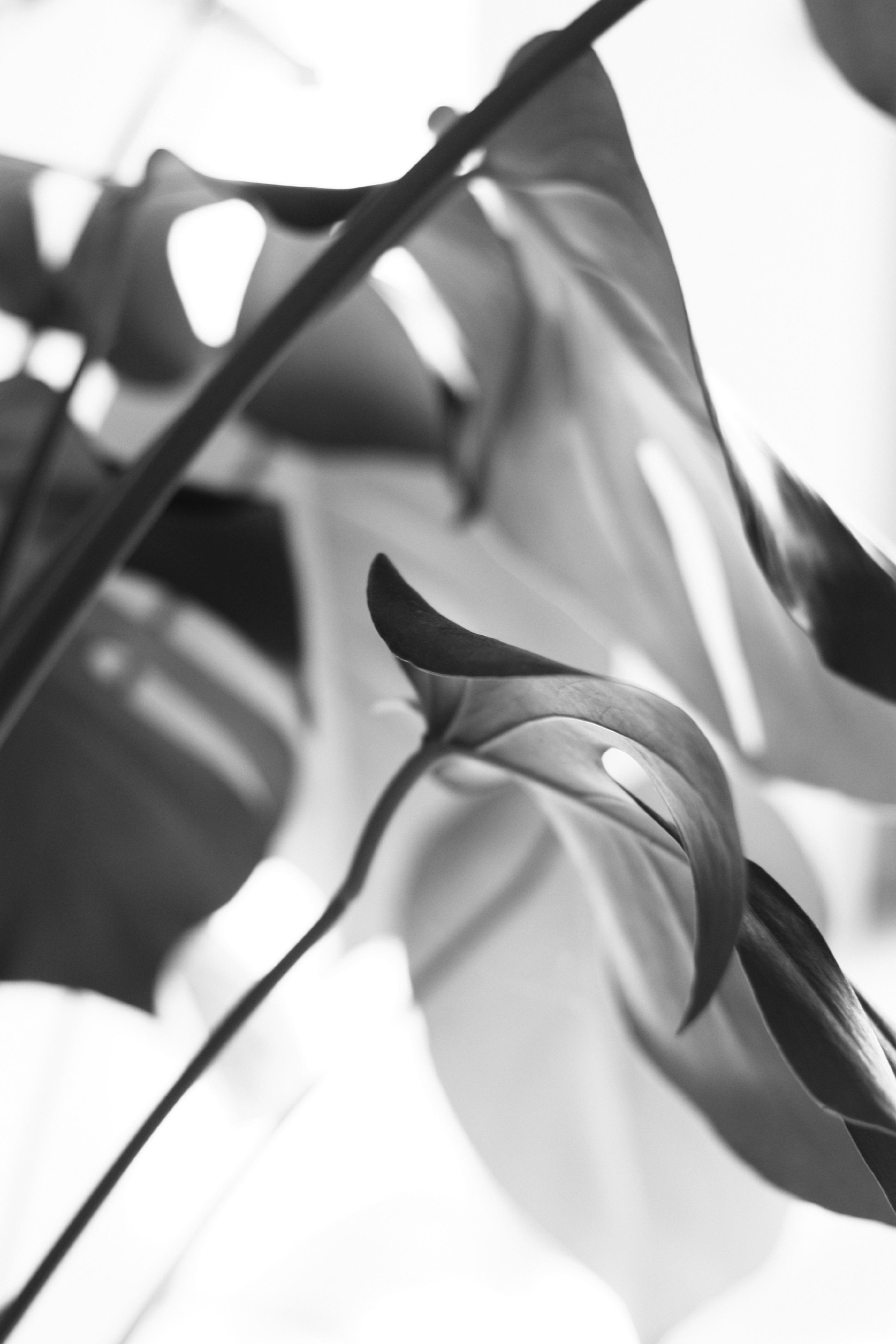 Monochrome Monday (on a Tuesday) - image 2 - student project