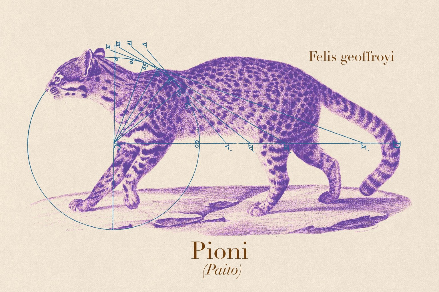 Pioni - Felis geoffroyi - image 2 - student project